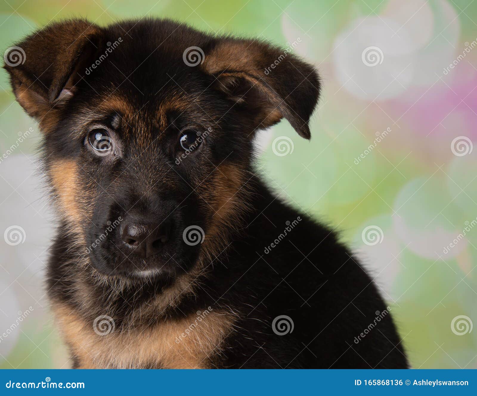 German Shepherd Dog Portrait Face Puppy Stock Photo - Image of cute