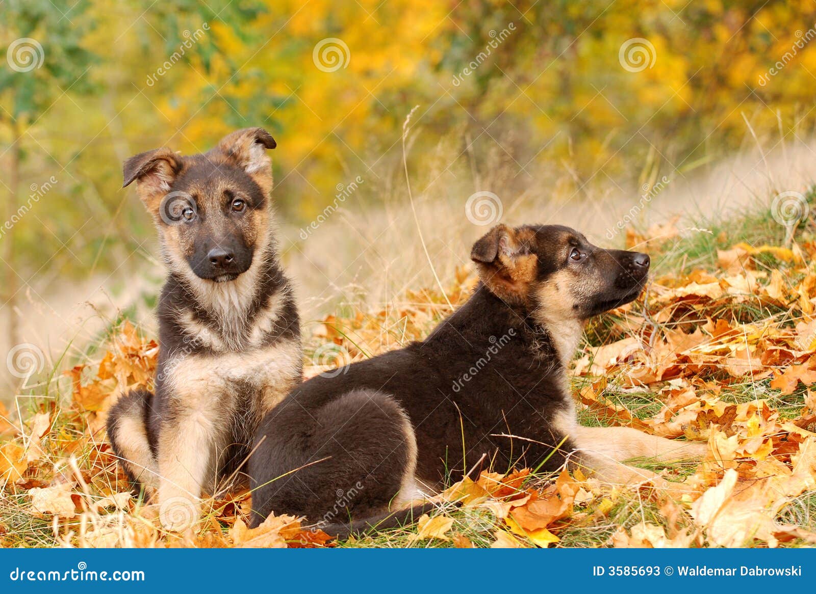 german shepherd dog puppy