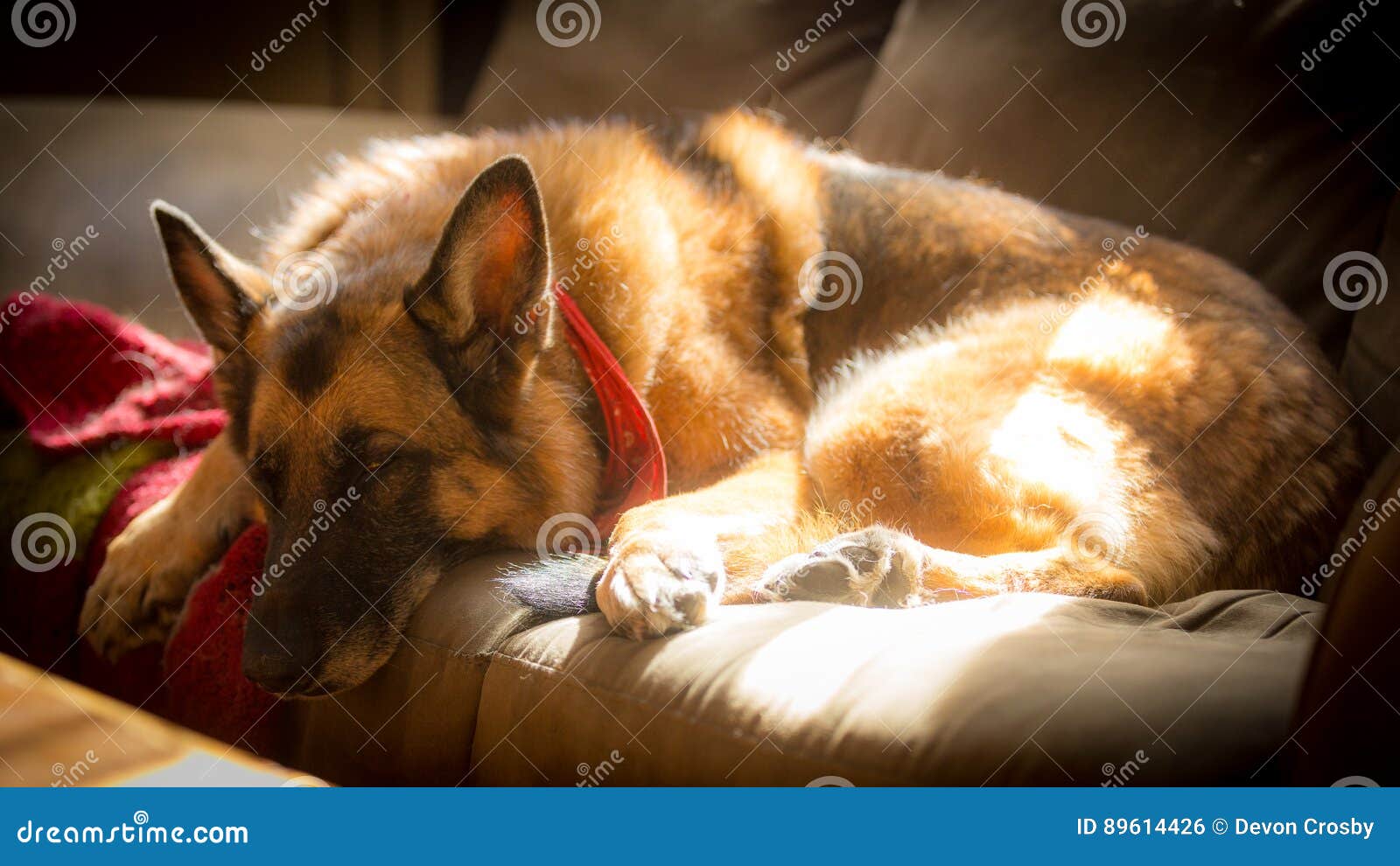 German Shepherd Dog Resting on Green Couch Back Lit by Sunlight Stock