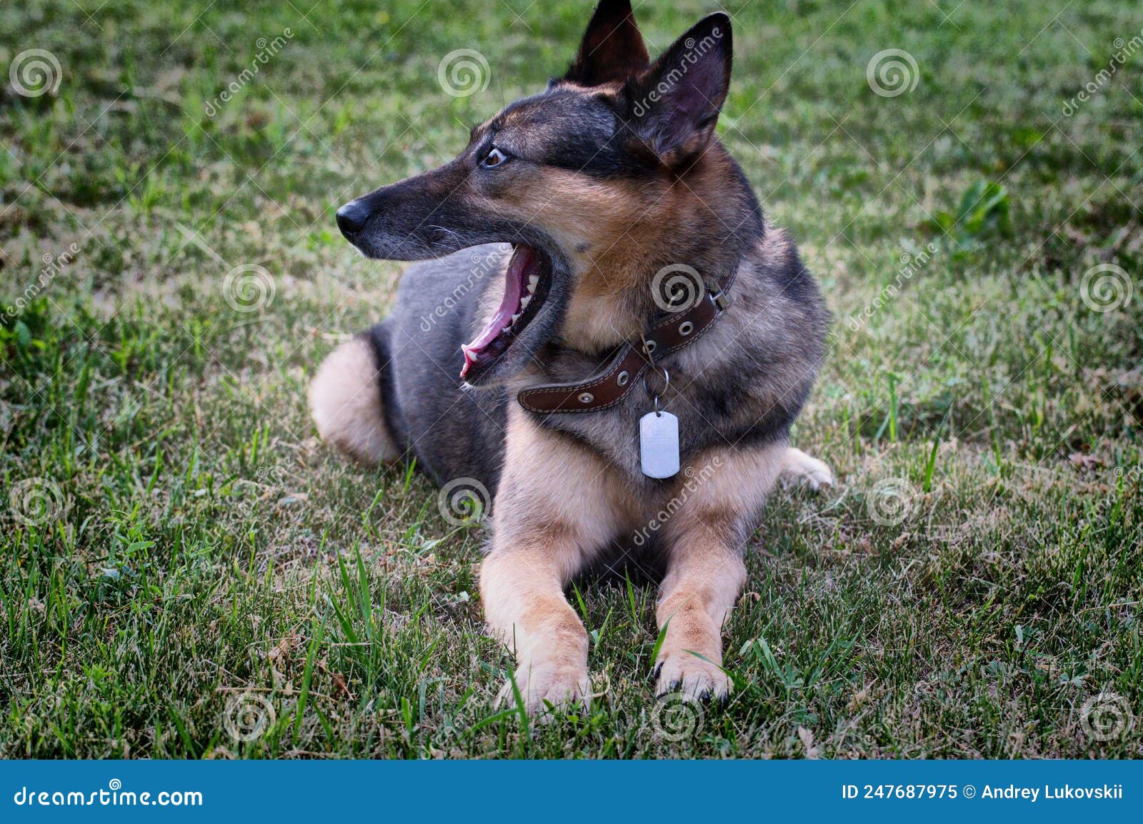 German shepherd anal glands - Sex photo