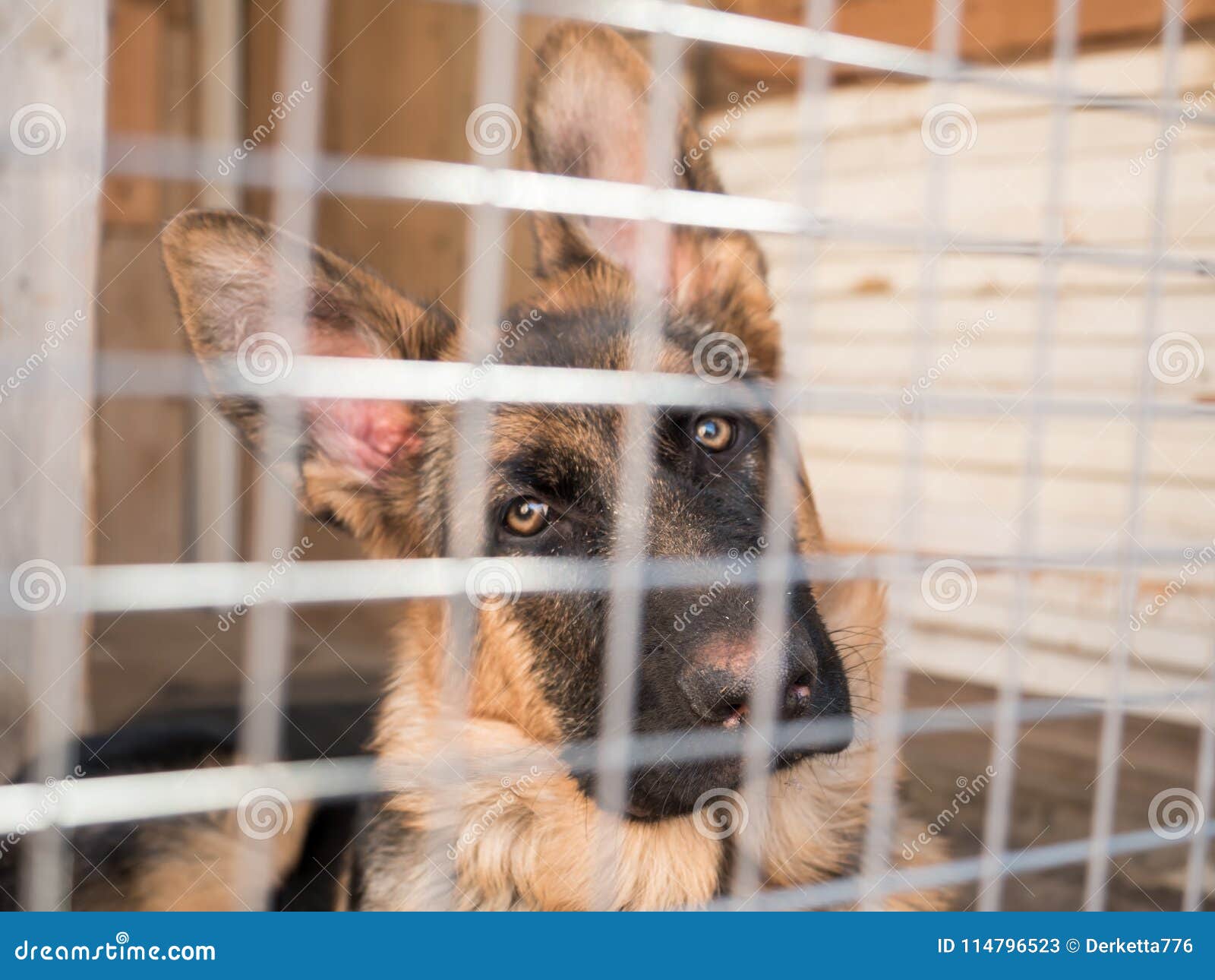 German Shepherd Dog Sits Locked in a Cage Stock Image Image of cage