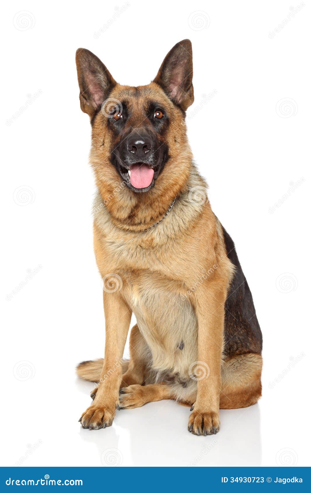 German Shepherd Dog Stock Image Image Of Germanshepherd 34930723