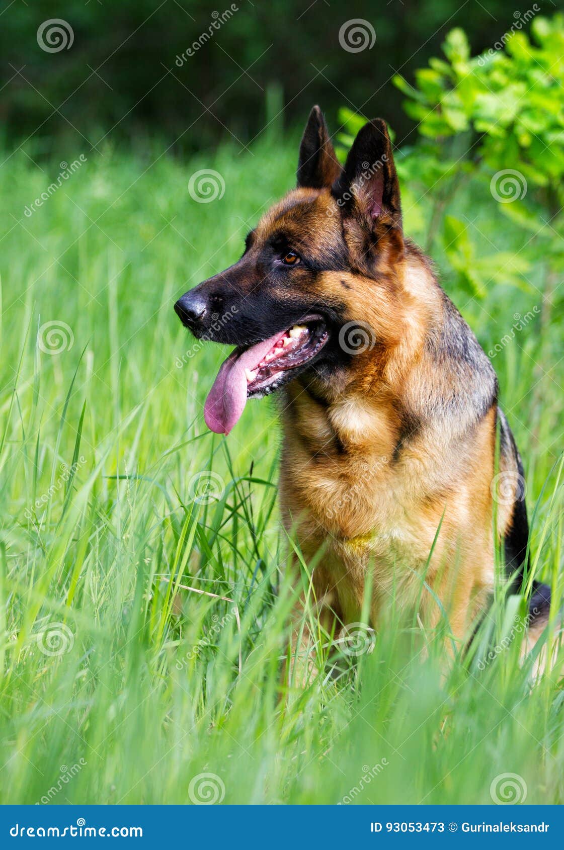 German Shepherd Dog Sitting Stock Image Image of summer, cute 93053473
