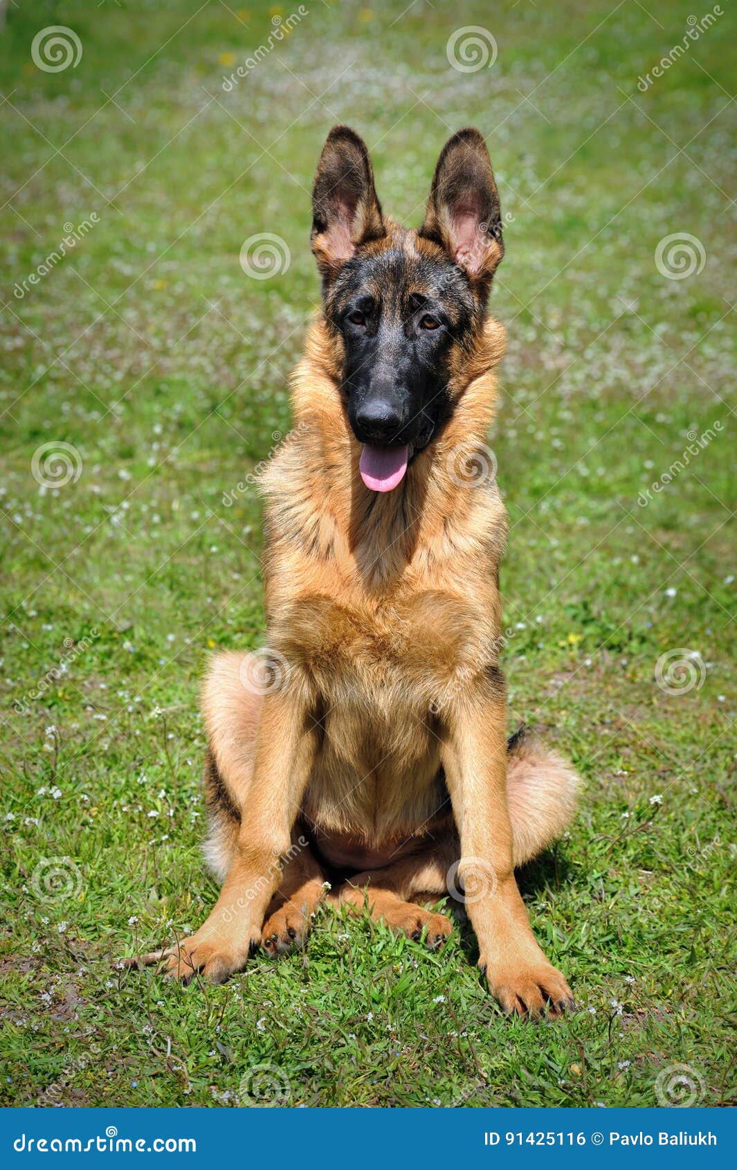 German Shepherd Dog Sitting Isolated on Grass Stock Photo Image of