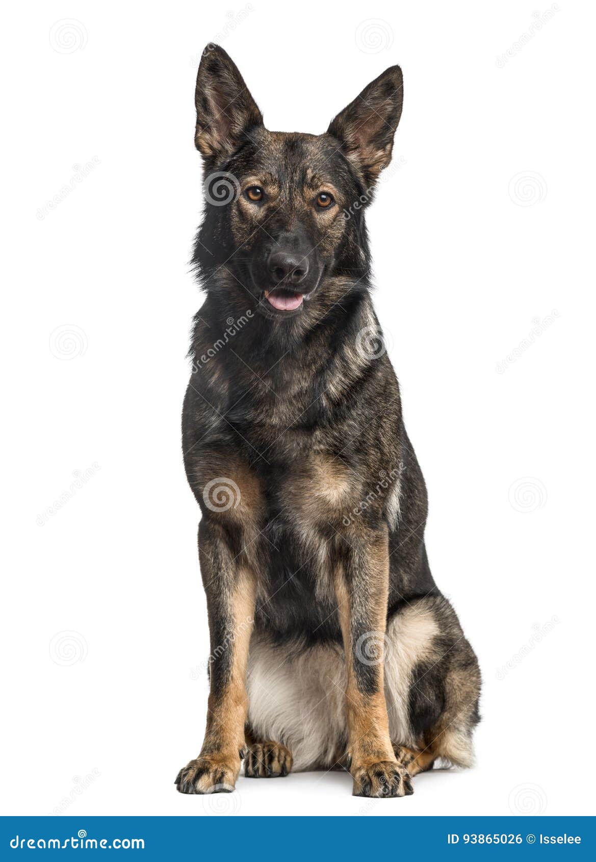 German Shepherd Dog Sitting, Isolated Stock Photo Image of domestic