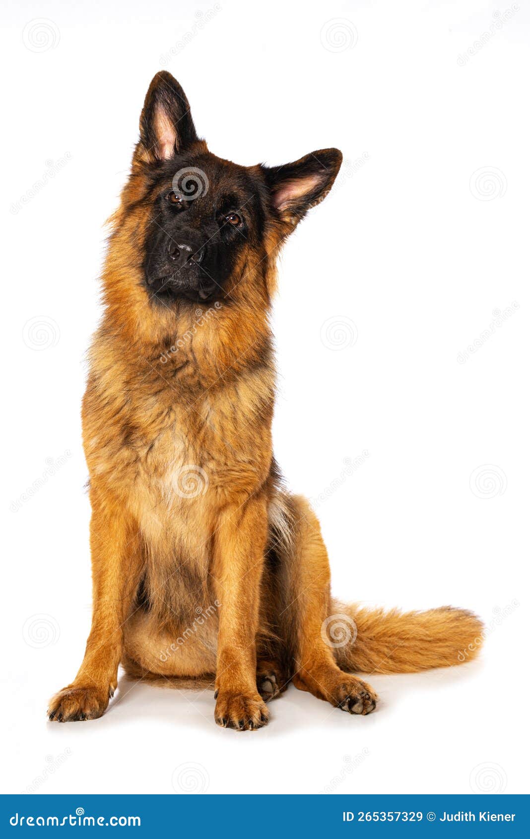 German Shepherd Dog Sitting Isolated on White Stock Image Image of