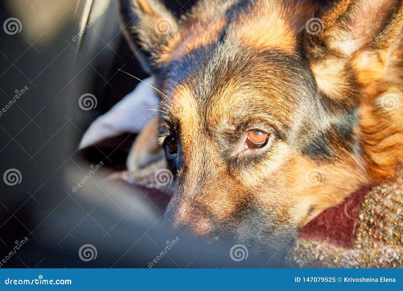 German Shepherd Dog Sleeping on the Rug in the Room Stock Image - Image ...