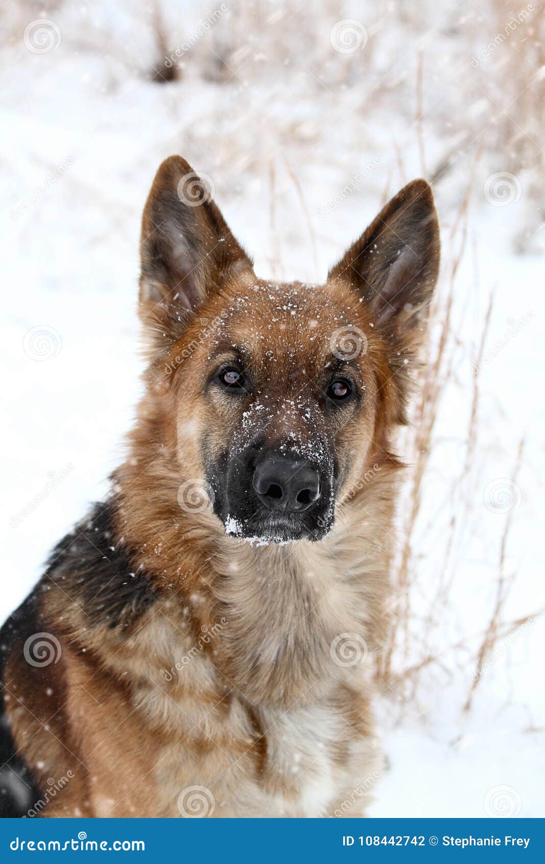 German Shepherd Dog in Snow Stock Photo - Image of season, shoulders ...