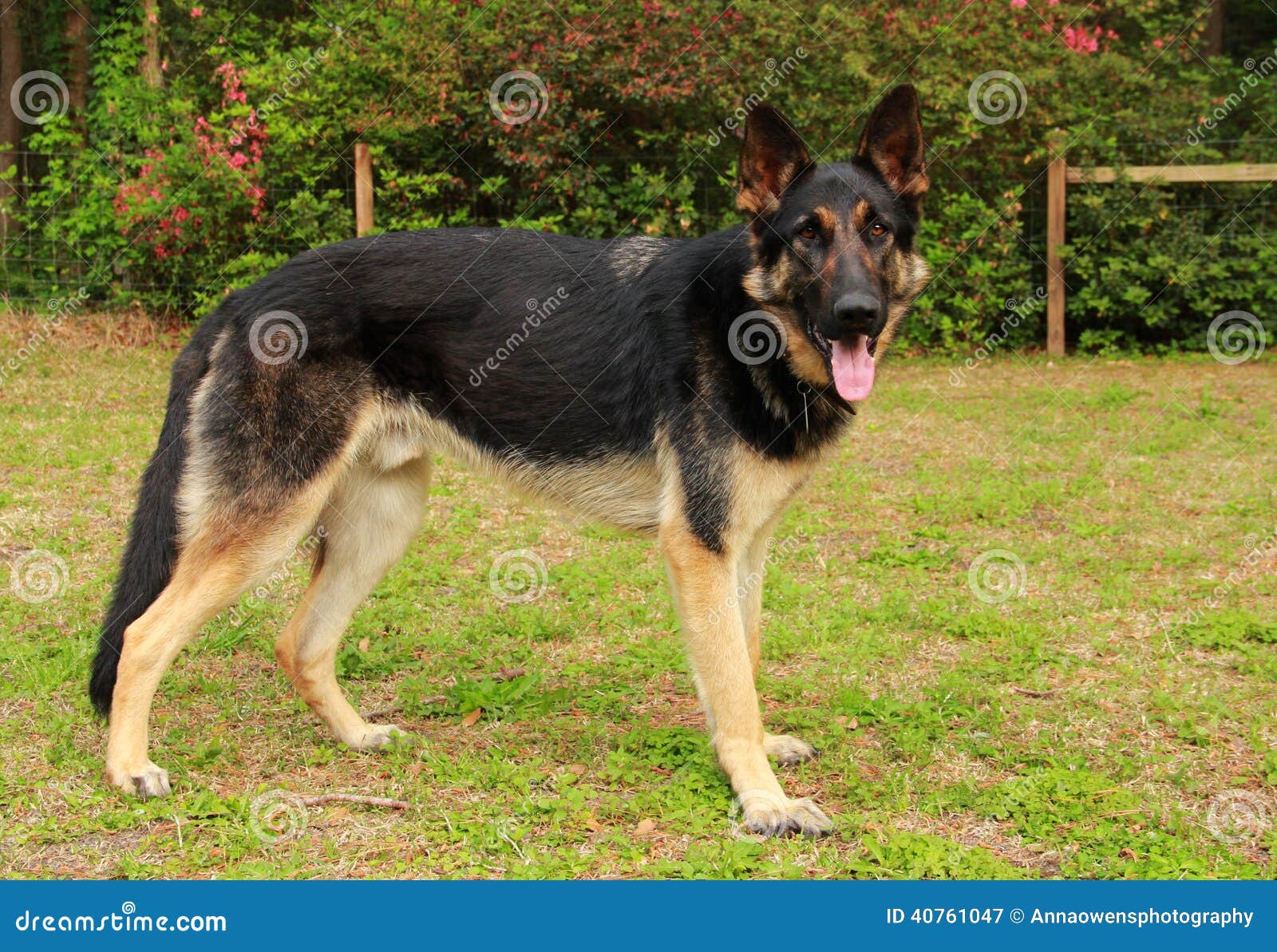 Recklessly Black And Tan Full Grown German Shepherd