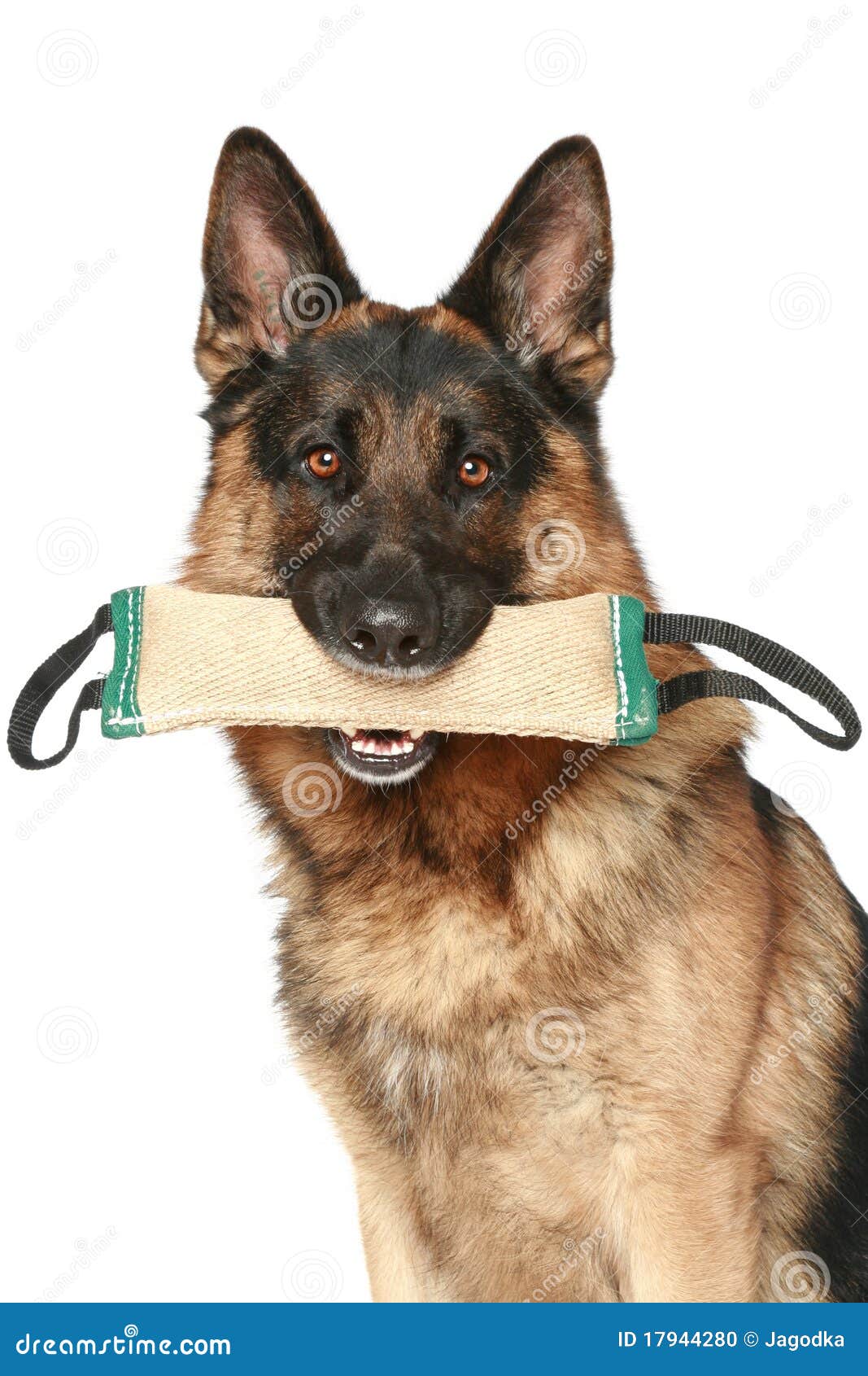 German Shepherd Dog with a Toy Stock Photo Image of alsatian, shot