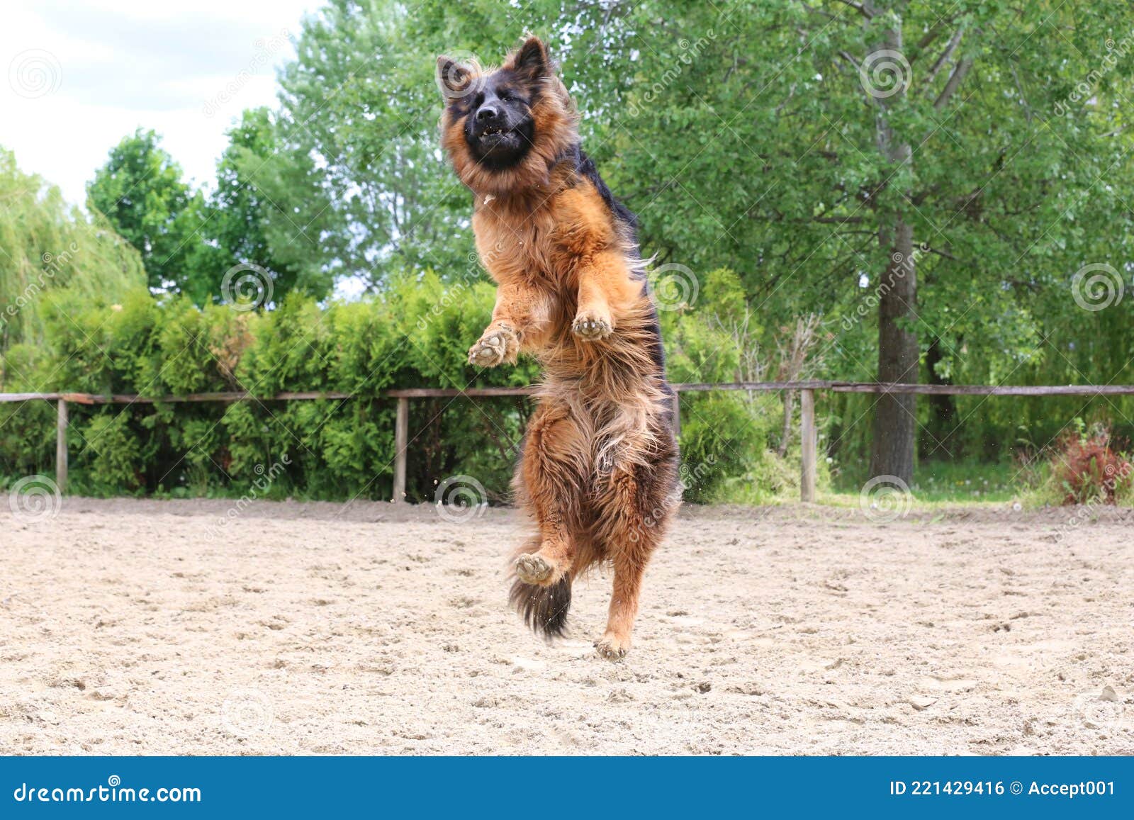 German Shepherd Dog Train of Jump Obedience Stock Photo Image of