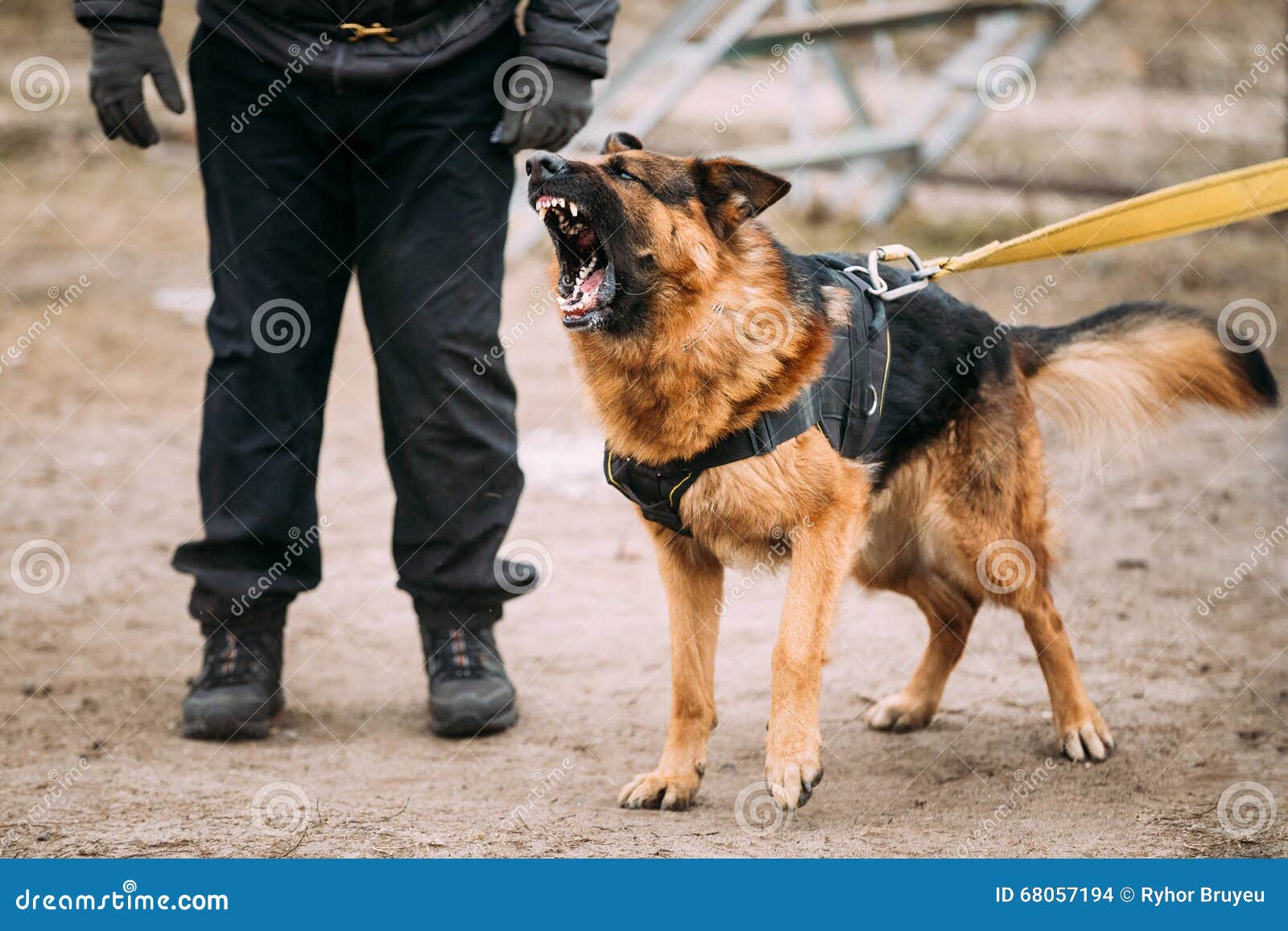 German Shepherd Dog Training. Biting Dog. Stock Photo Image of