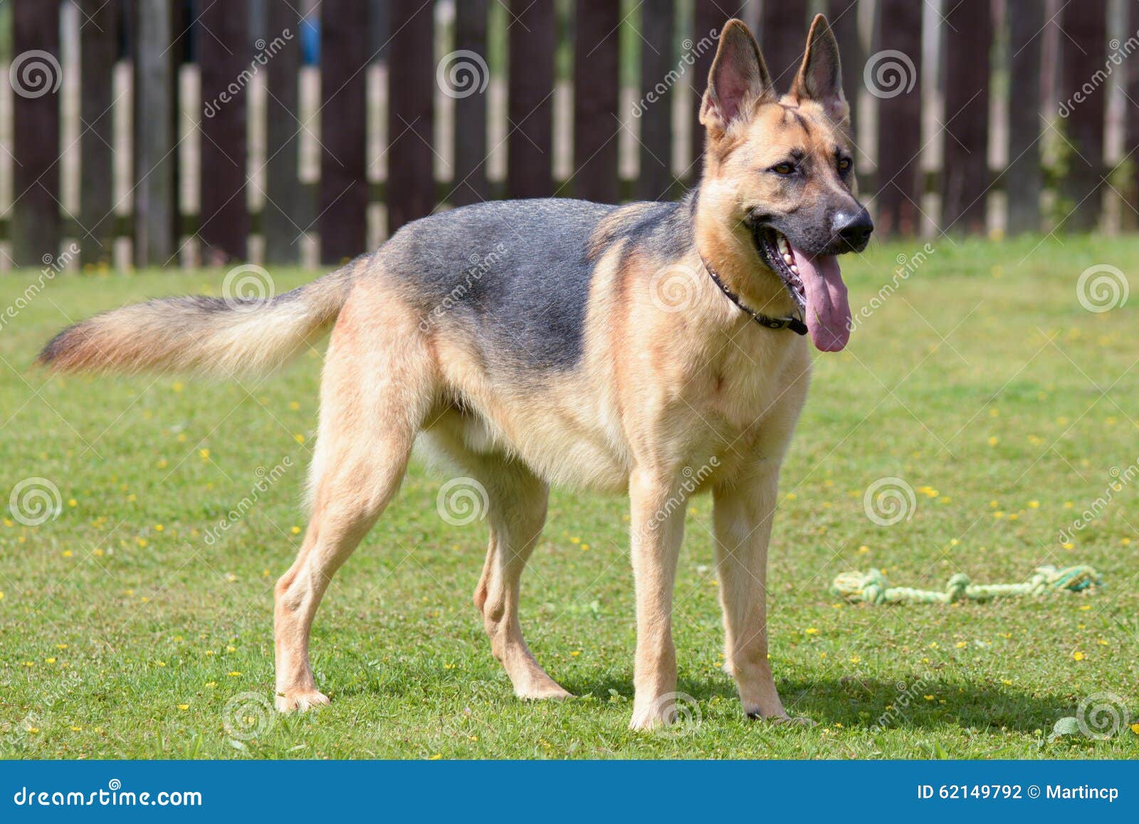 german shepherd dog wags its tail