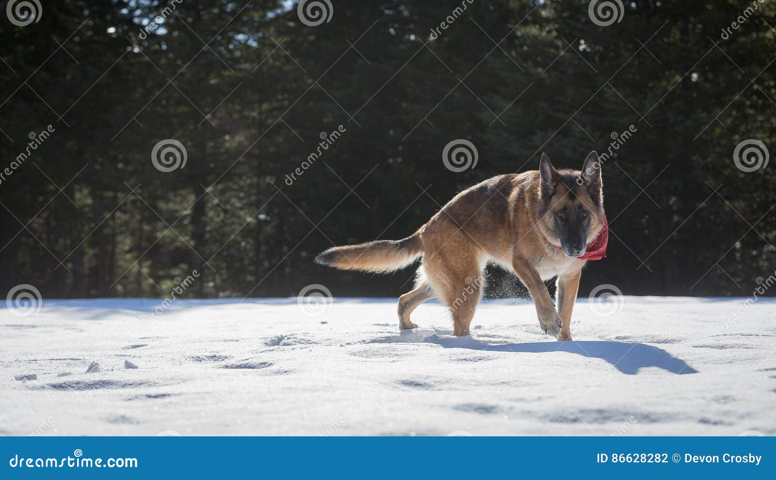 German Shepherd Dog Walking Through The Snow Towards The ...