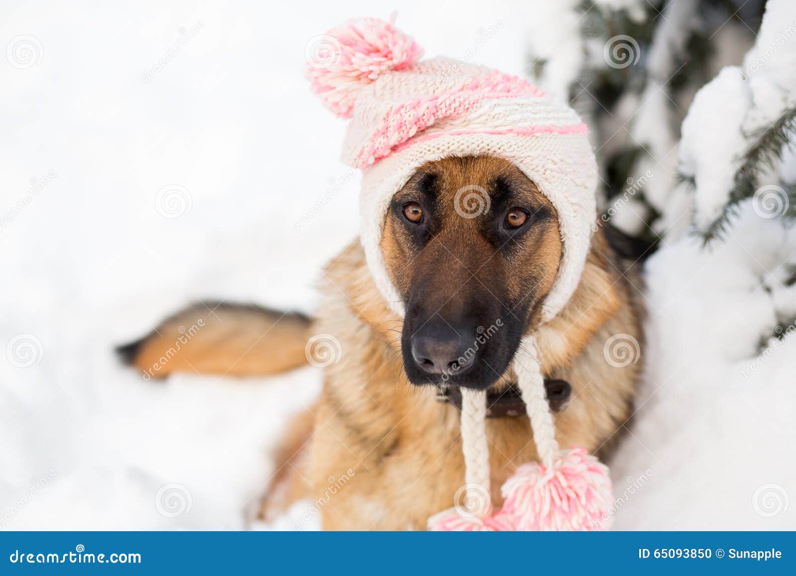 German Shepherd Dog Wearing Winter Hat Stock Photo Image of alone