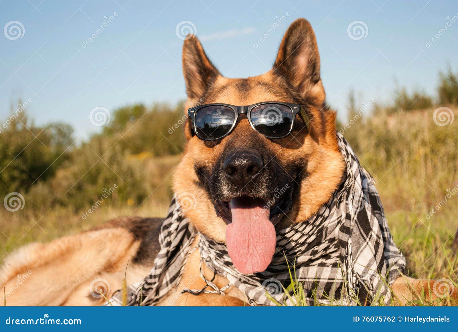 German Shepherd Dog Wears Sunglasses Stock Photo Image of nature
