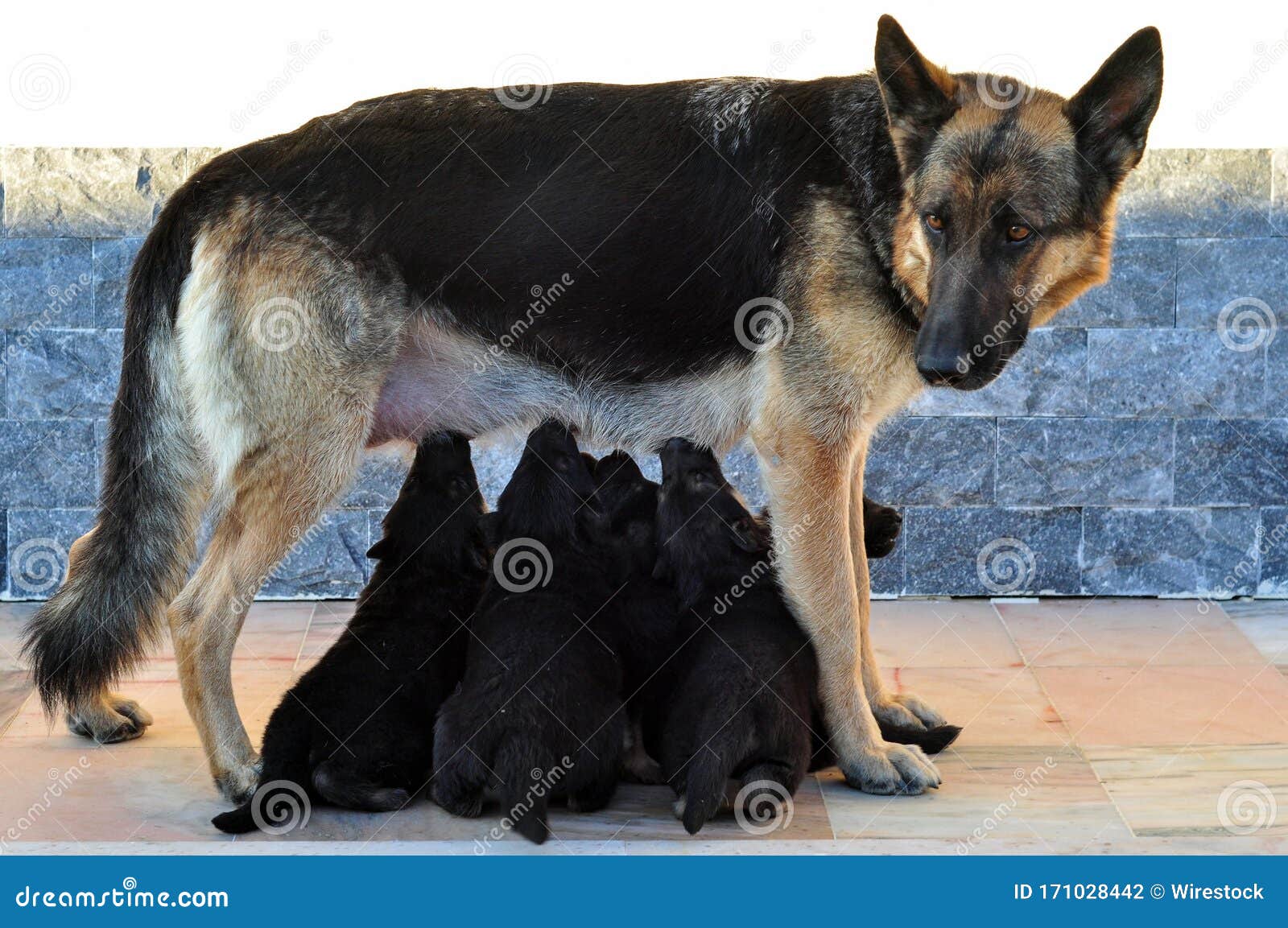 german shepherd feeding