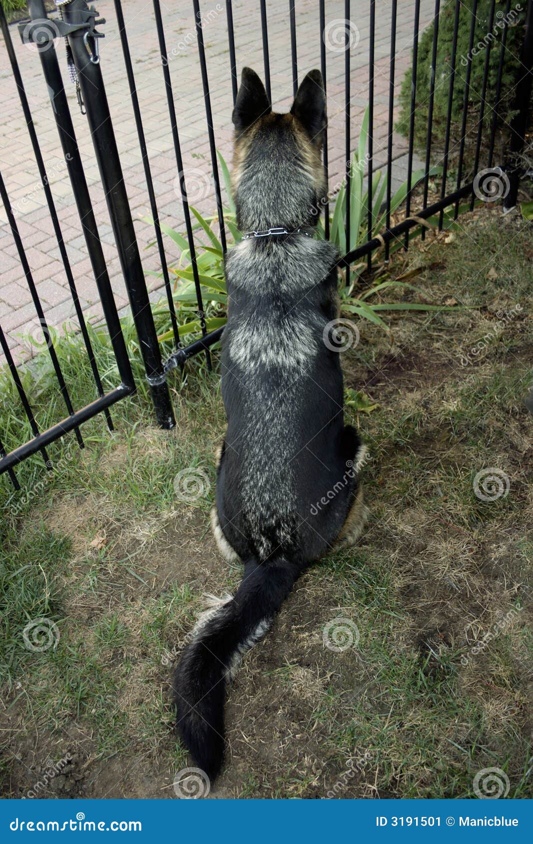 German Shepherd at the Gate Stock Image Image of collar, back 3191501