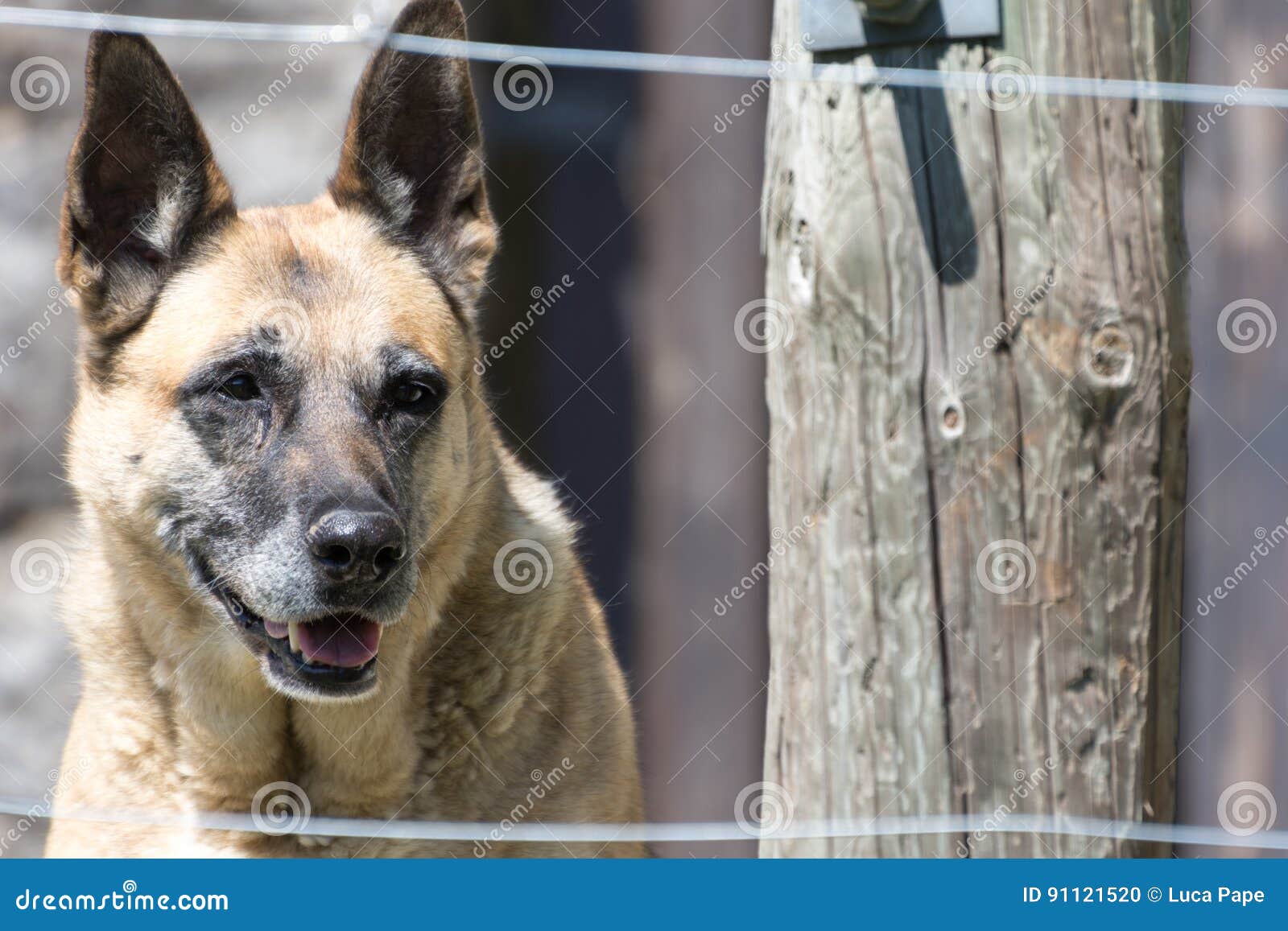 German Shepherd Guard Dog Behind Fence Stock Photo Image of stray