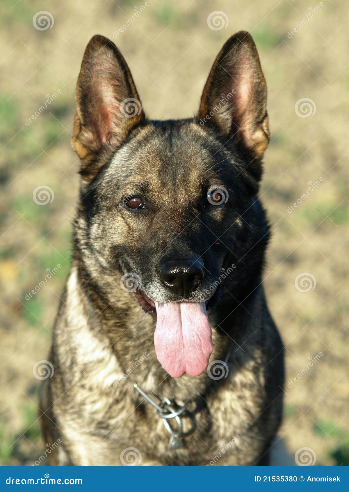 German shepherd head. stock photo. Image of puppies, ears 21535380