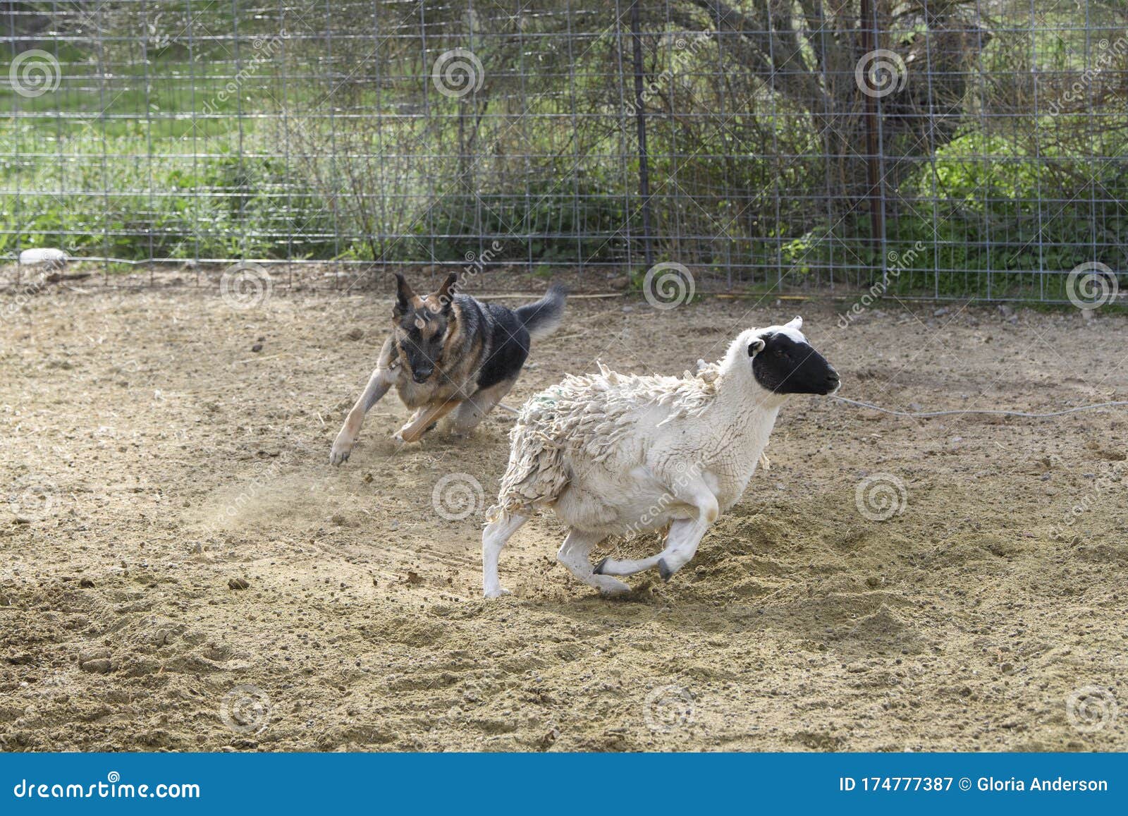 german shepherd herding sheep