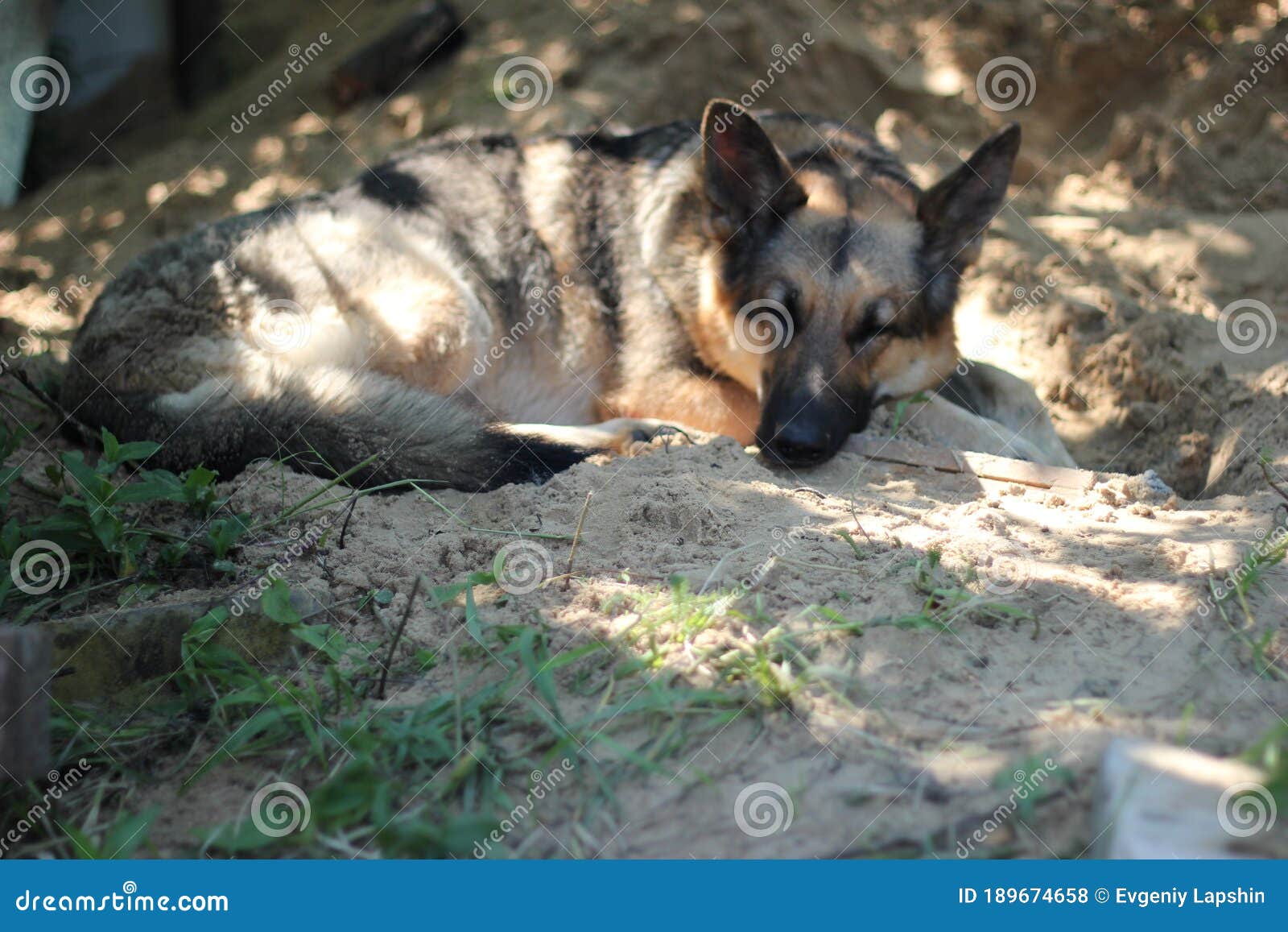 German Shepherd Hides in the Shade of Trees. Stock Photo - Image of ...