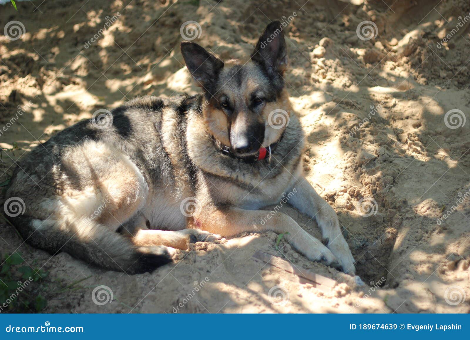 German Shepherd Hides in the Shade of Trees. Stock Image - Image of ...