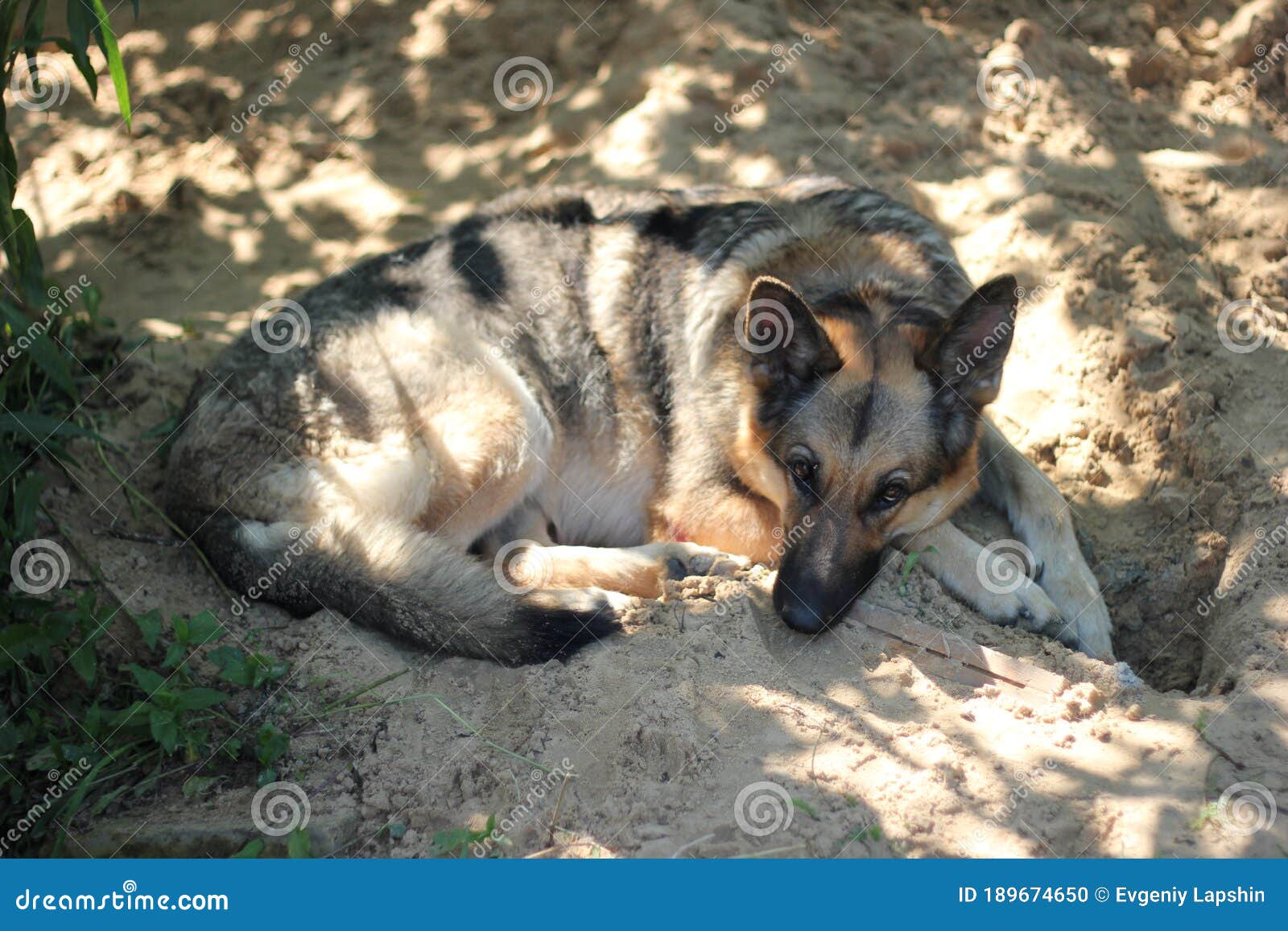 German Shepherd Hides in the Shade of Trees. Stock Photo - Image of ...