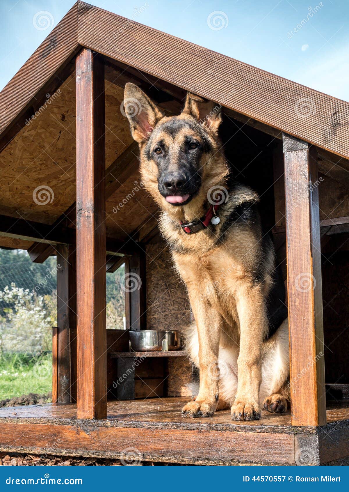 german shepherd in its kennel