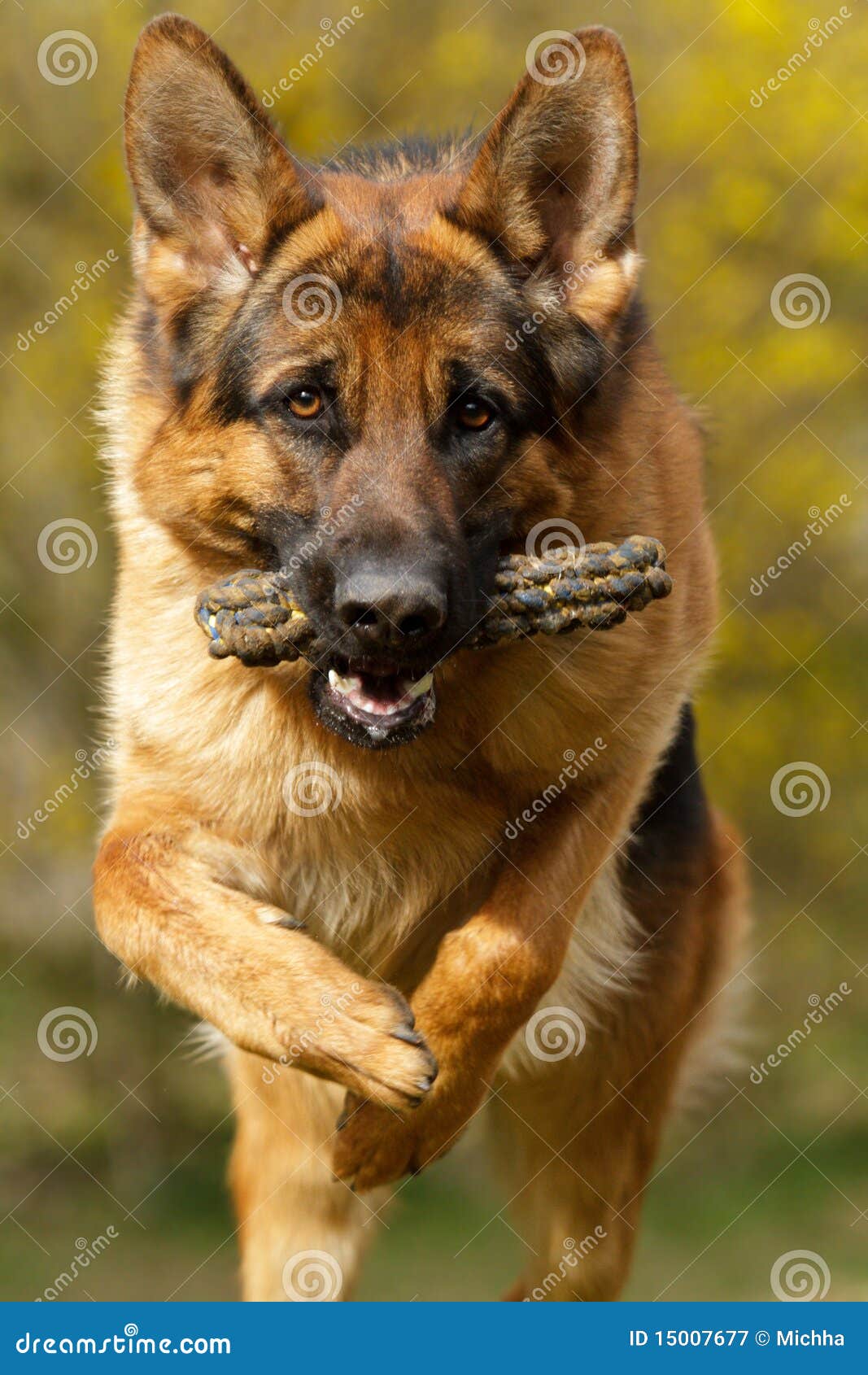German Shepherd jumping stock image. Image of show, animal 15007677