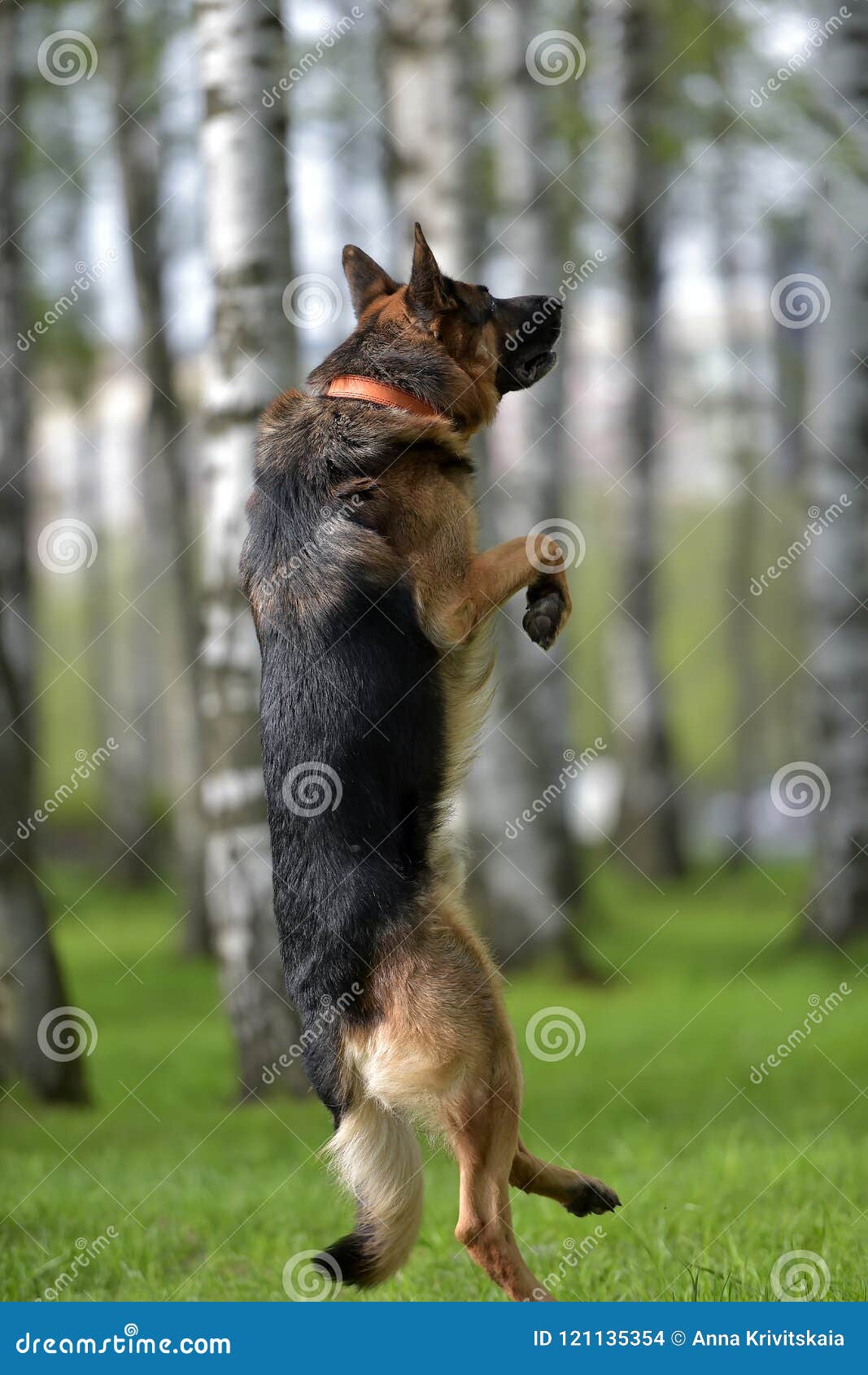 German Shepherd jumps high stock photo. Image of motion 121135354