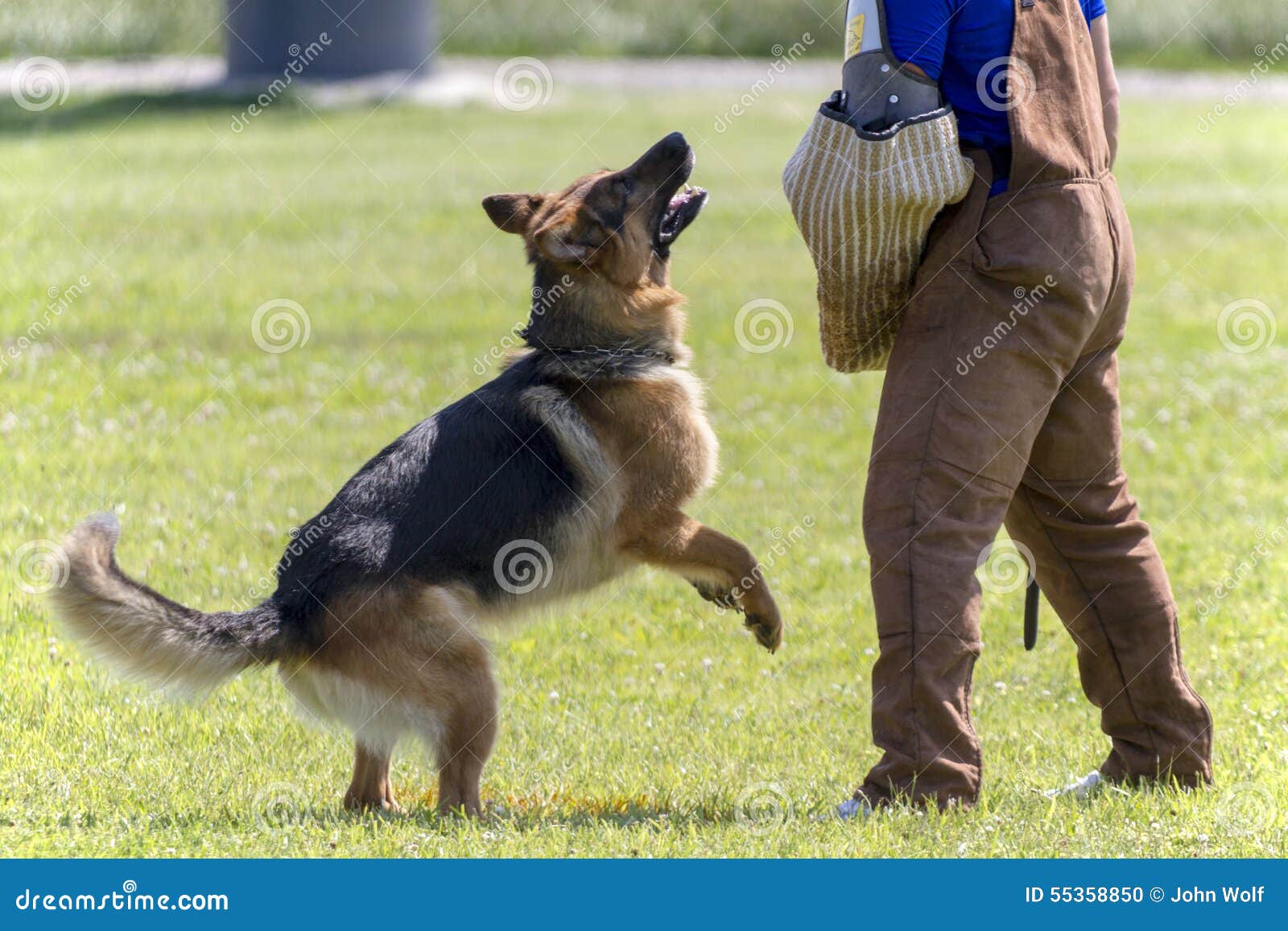 are police dogs trained in german