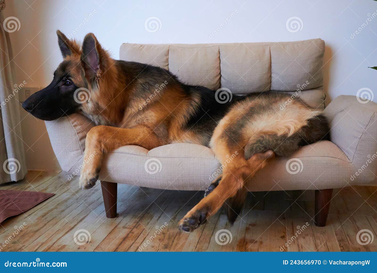 German Shepherd King Lying on Sofa Stock Photo Image of background