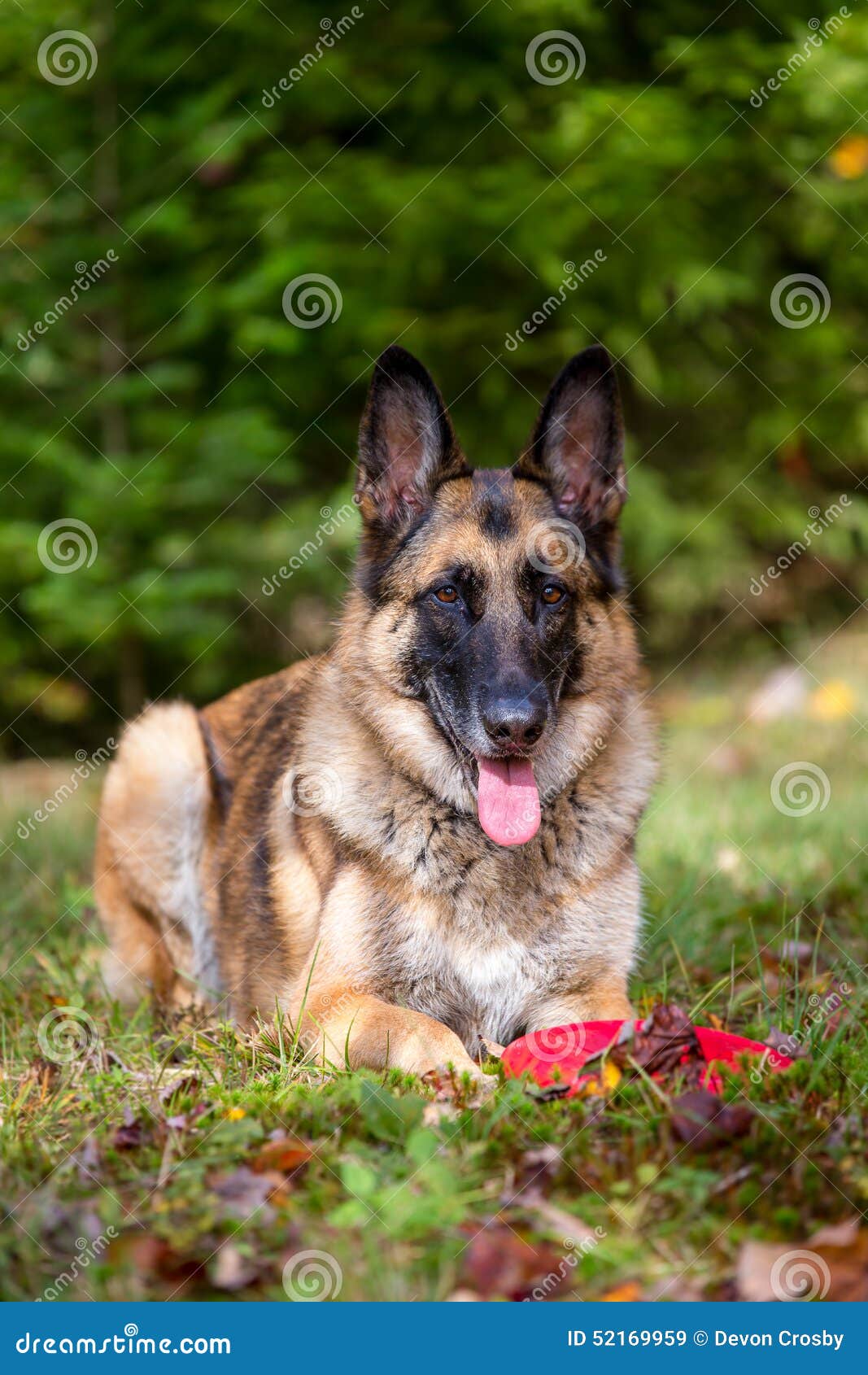 German Shepherd Laying Down in the Grass Stock Image Image of sunny