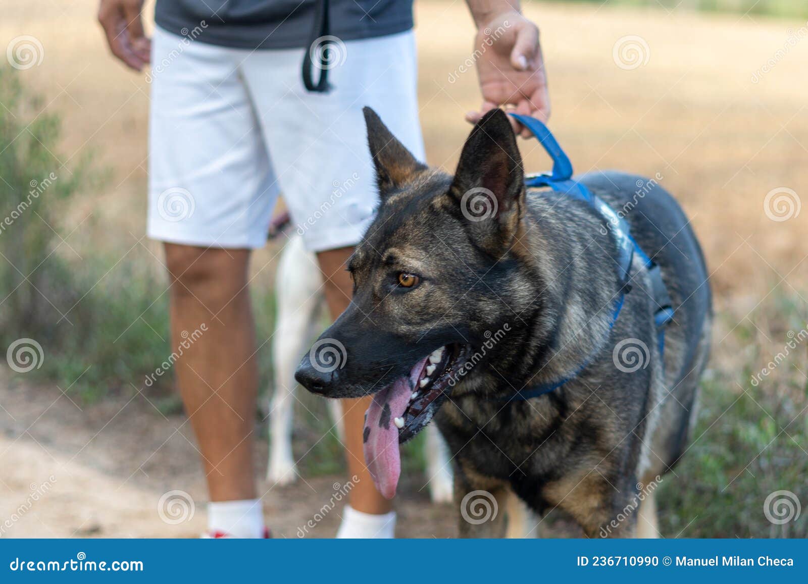 German Shepherd on Leash Held by His Owner Walking in the Park Stock