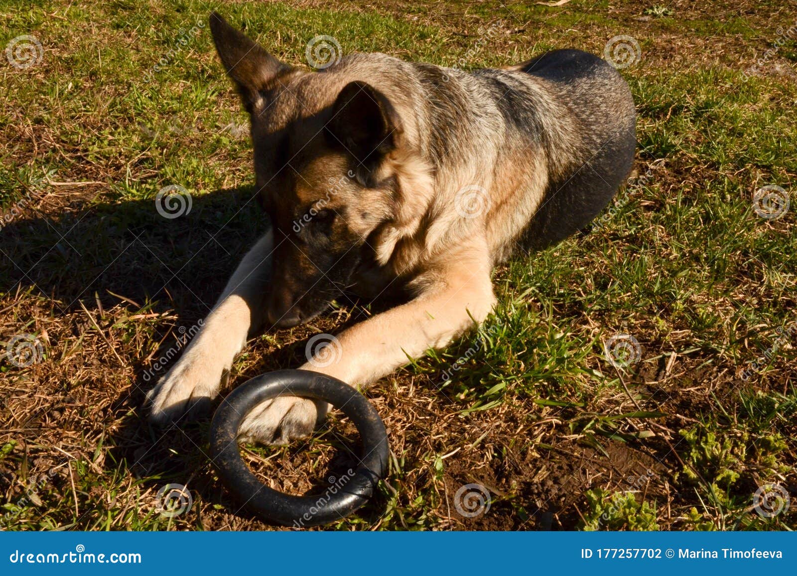 German Shepherd Lies On Green Grass Sunny Day Toy On The Paw Black Rubber Ring The Concept Of Care And Education Of Pets Stock Photo Image Of Clever Black 177257702