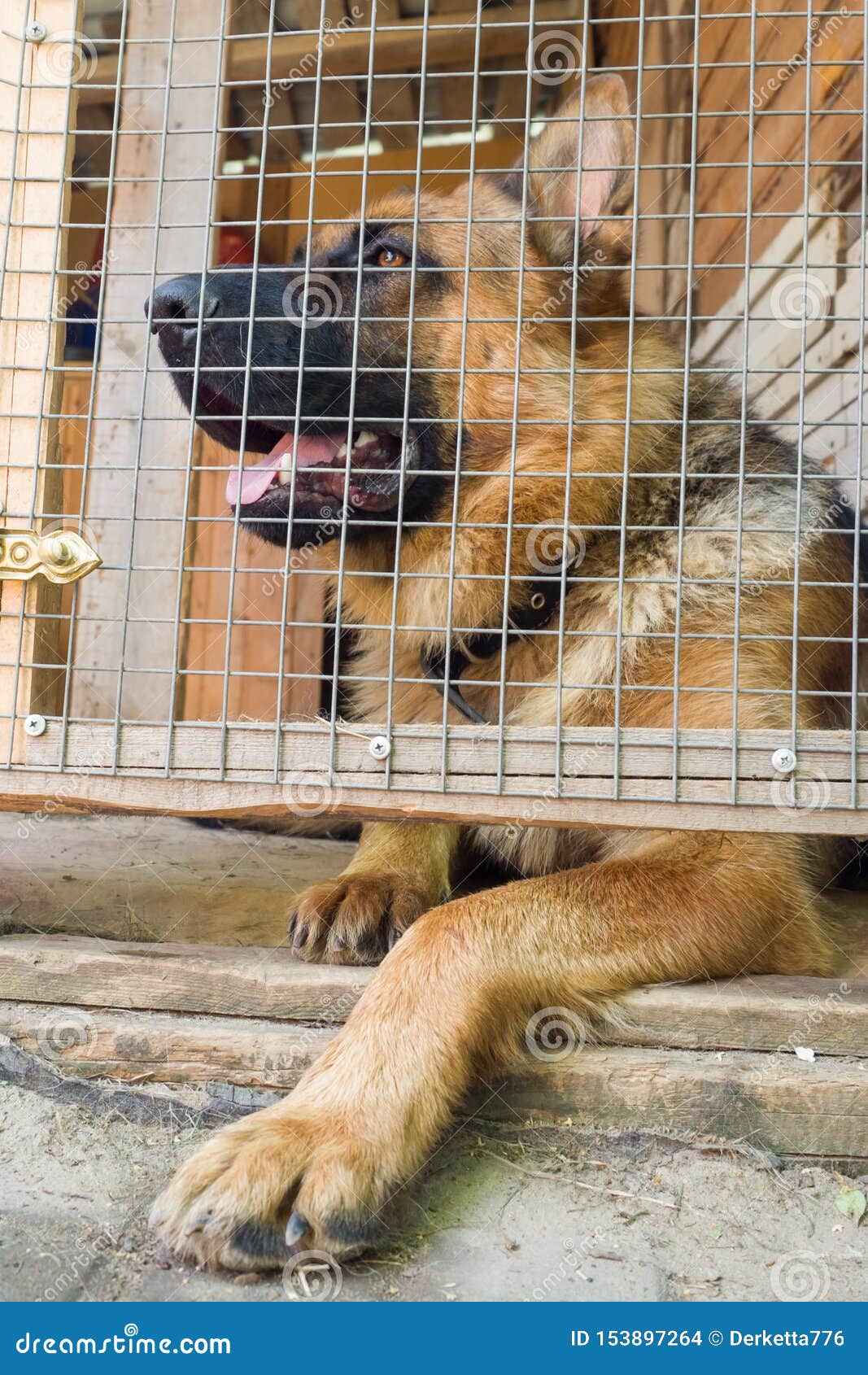 German Shepherd is Locked in a Cage Stock Photo Image of breed