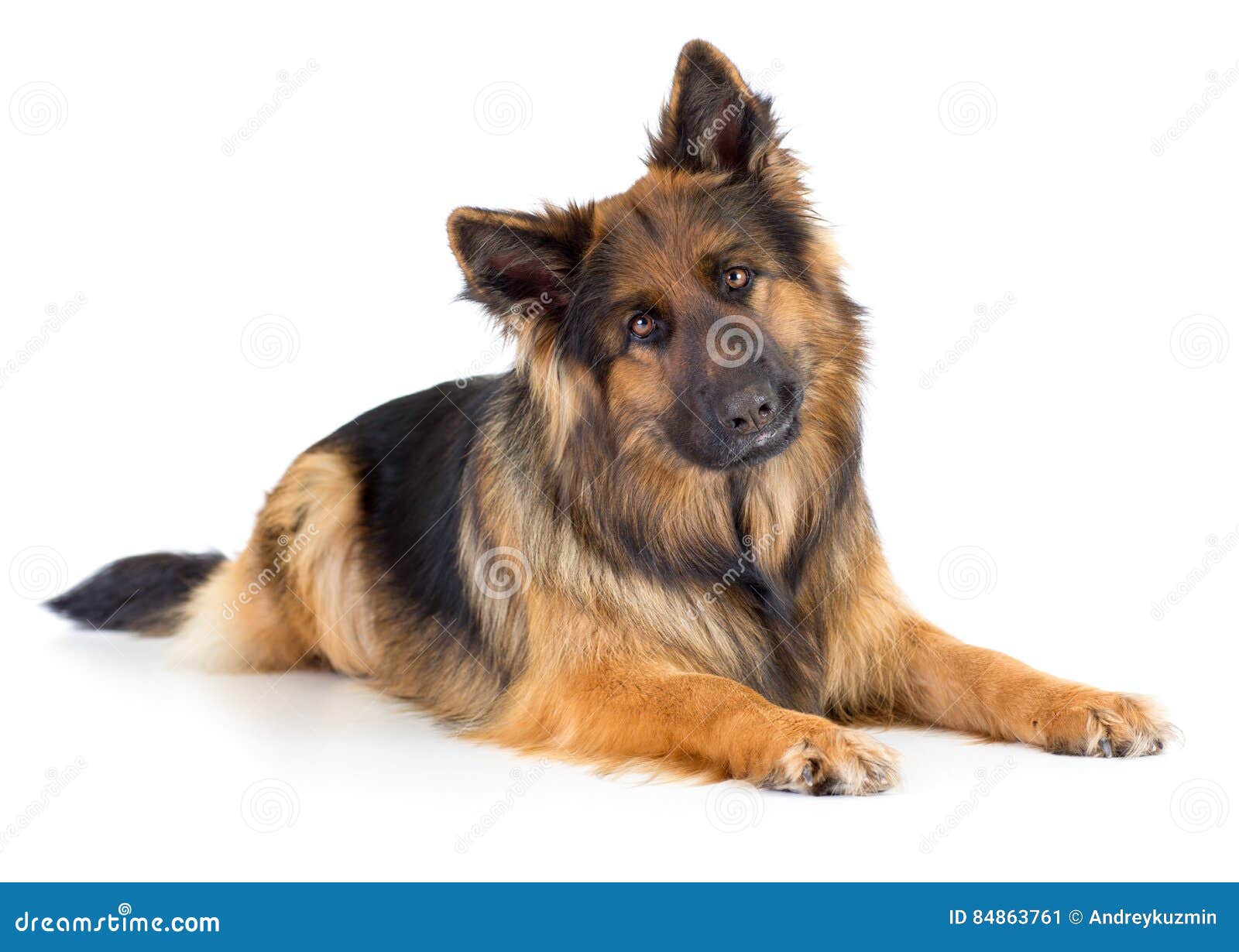 German Shepherd Long Haired Dog Portrait Studio Isolated Stock