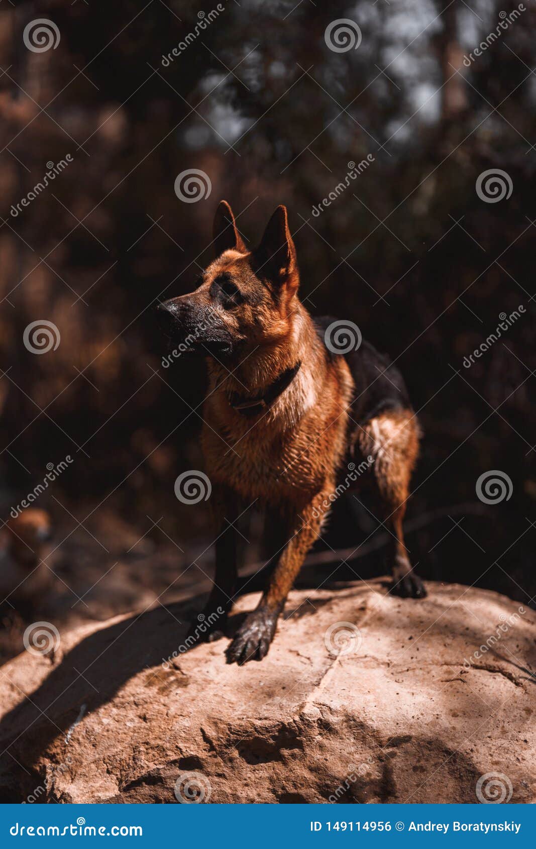 red rock german shepherds