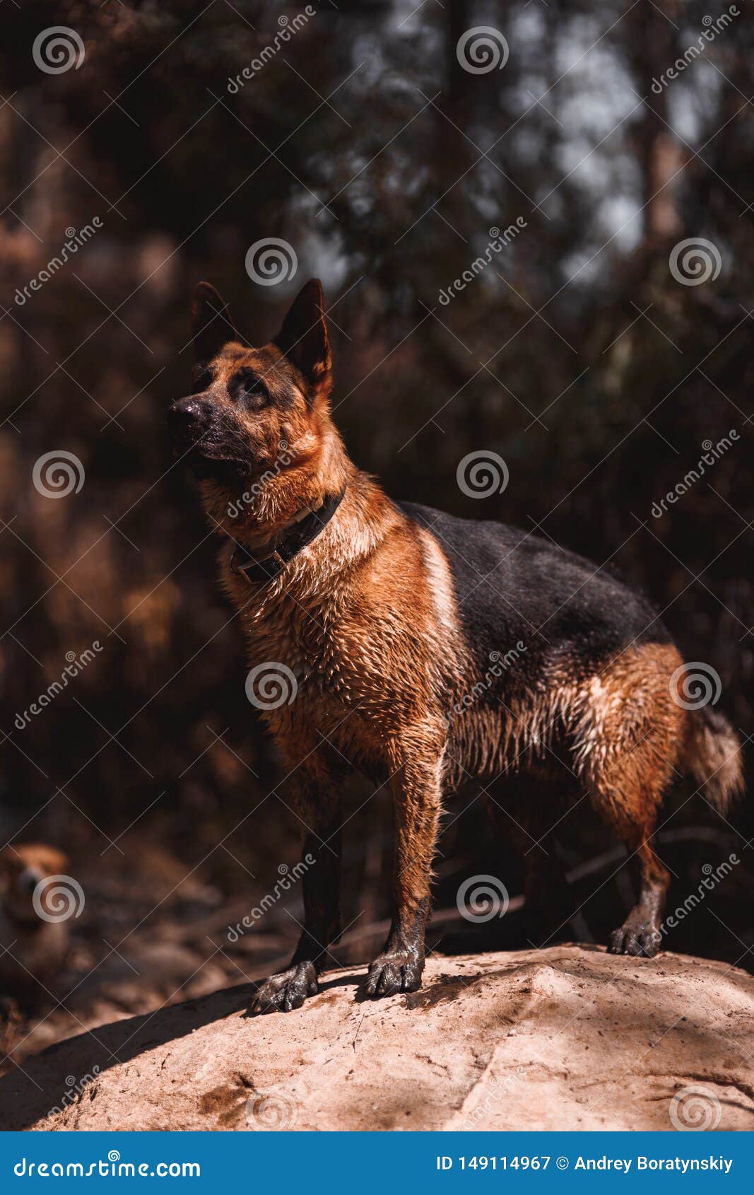 red rock german shepherds