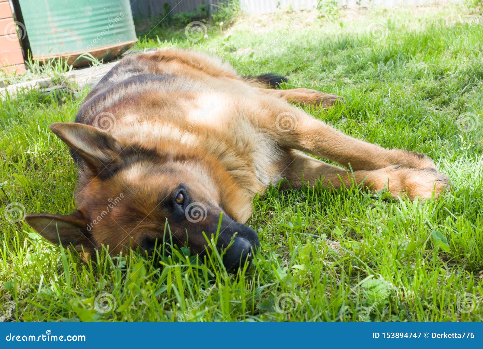 German Shepherd Lying Grass Stock Photos - Download 1,586 Royalty Free ...