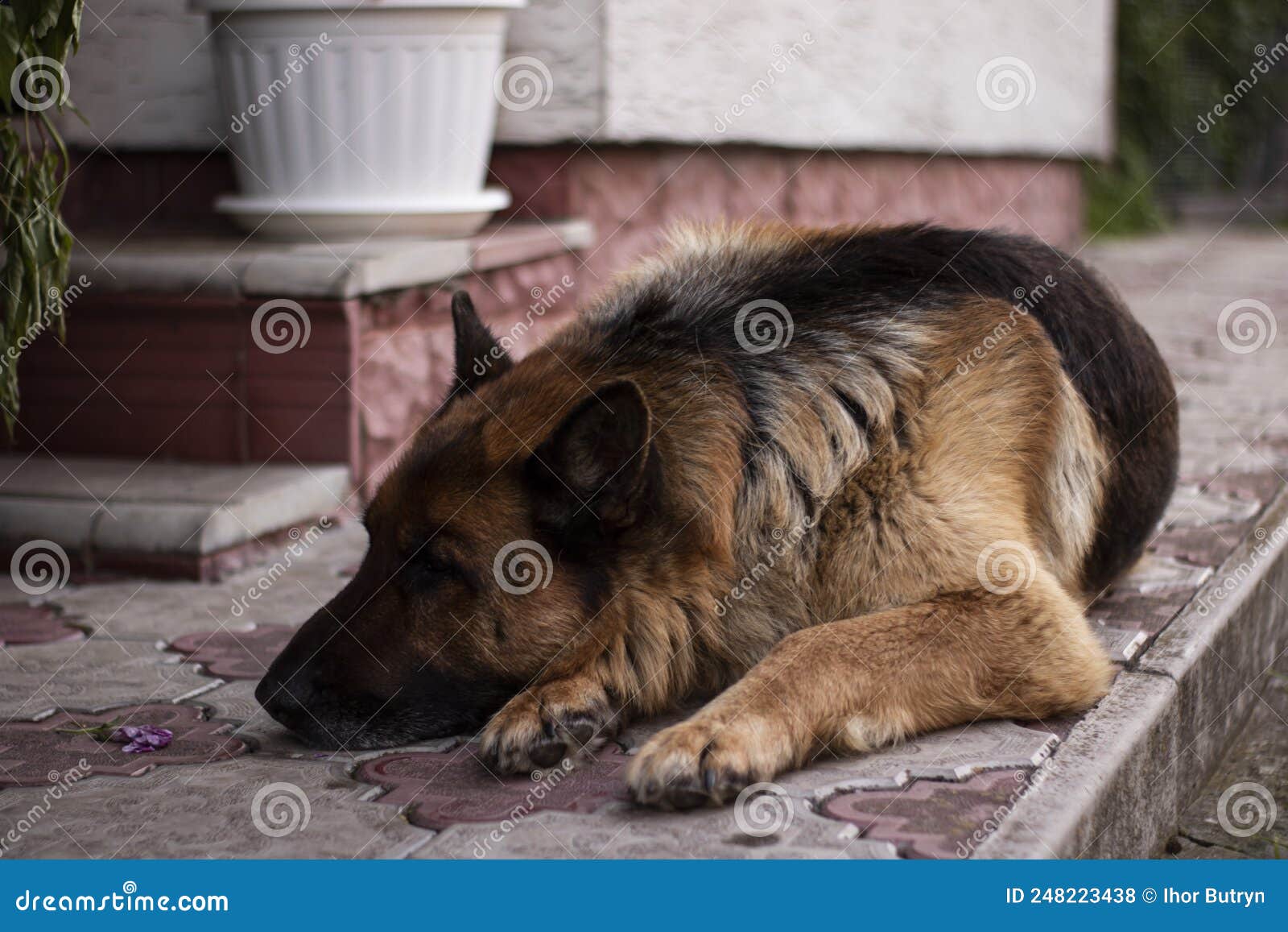 The German Shepherd is Lying on the Pavement Stock Photo - Image of ...