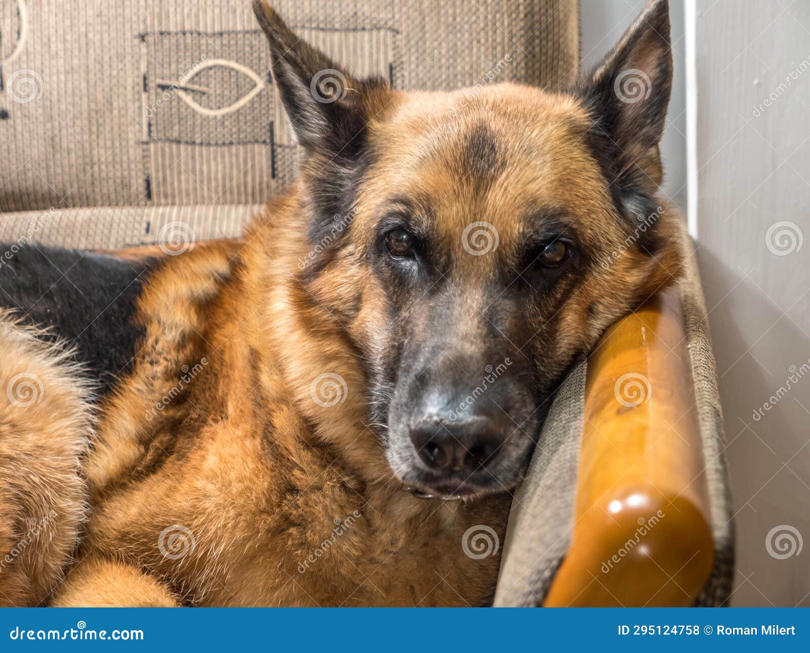 German Shepherd Lying on Sofa Stock Photo Image of brown, canine