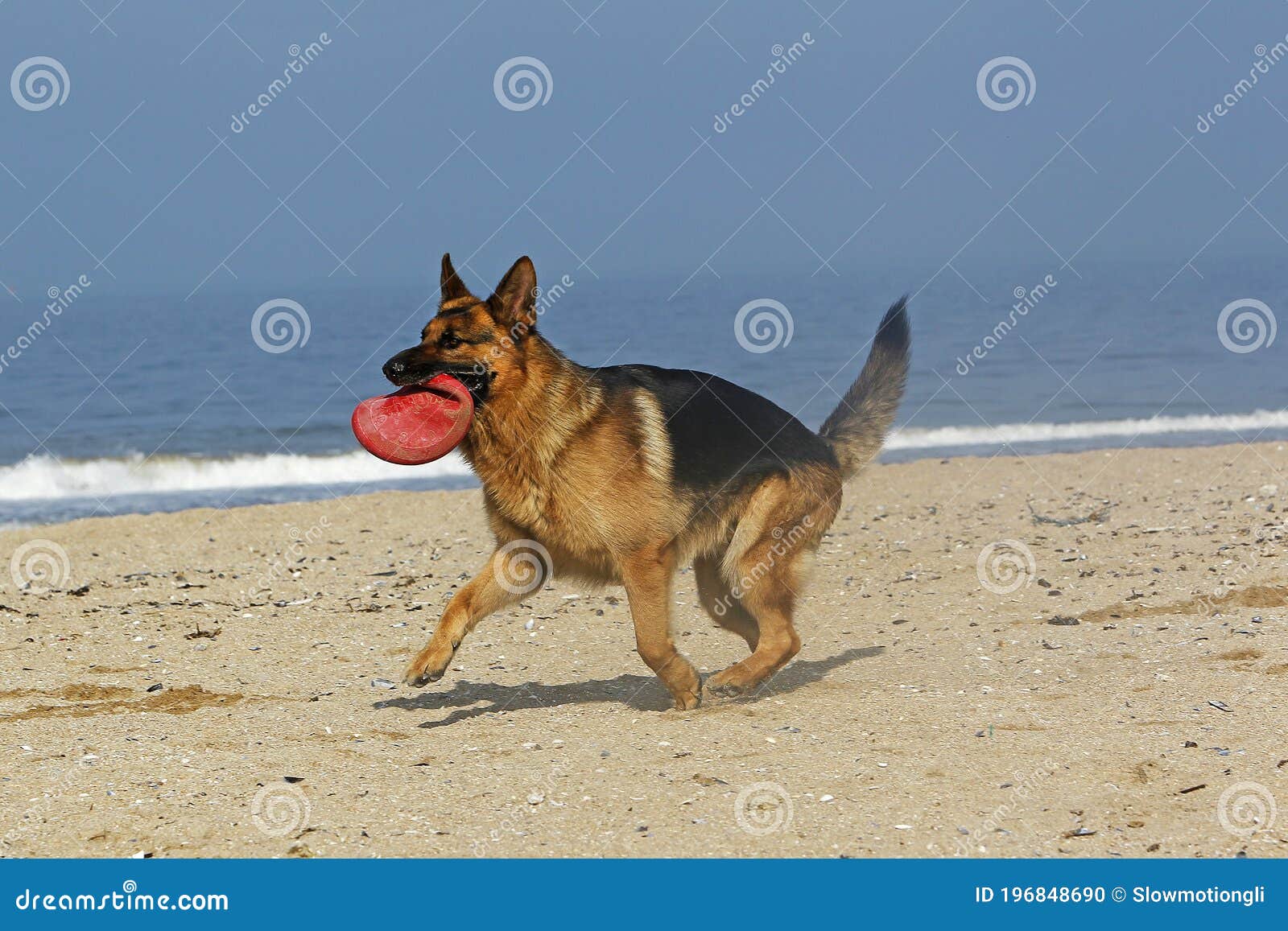 german shepherd frisbee
