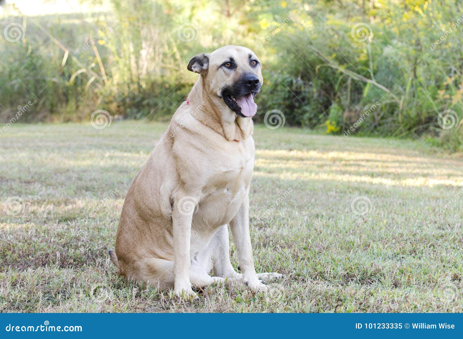 German Shepherd Mastiff Mixed Breed Dog Stock Image Image of animal