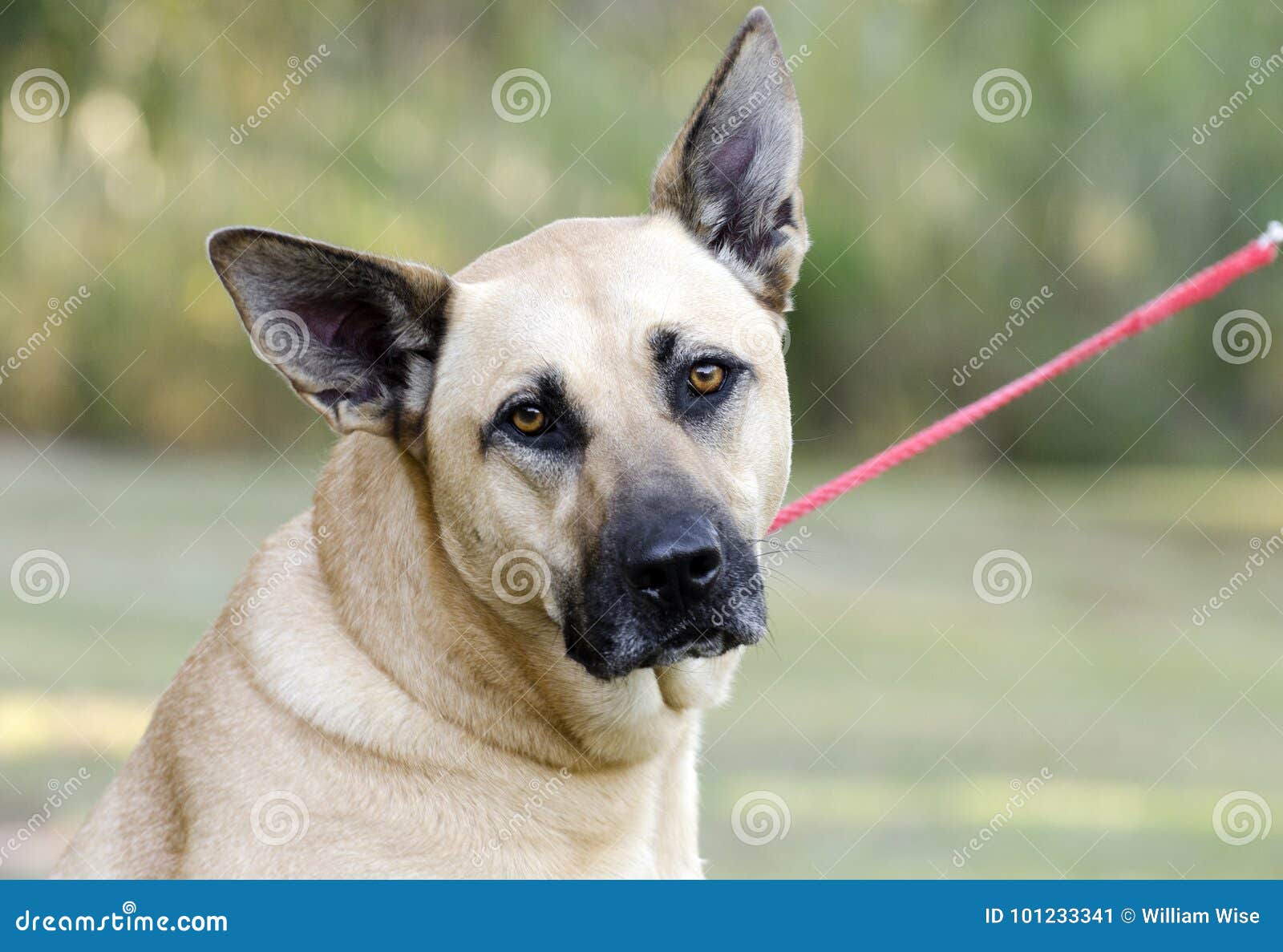 German Shepherd Mastiff Mixed Breed Dog Stock Image Image of lowrider