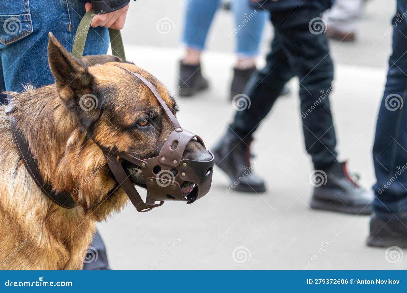 German Shepherd in a Muzzle Stock Photo Image of beautiful, animal