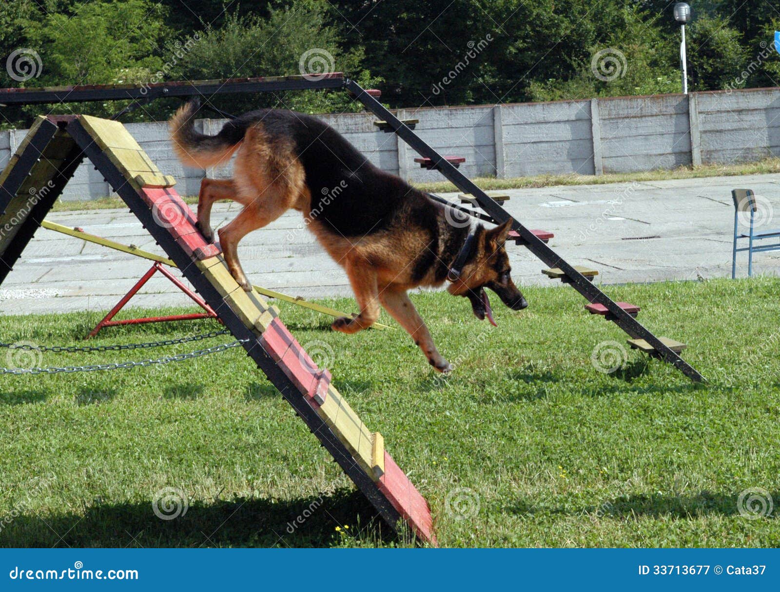 german shepherd obstacle course