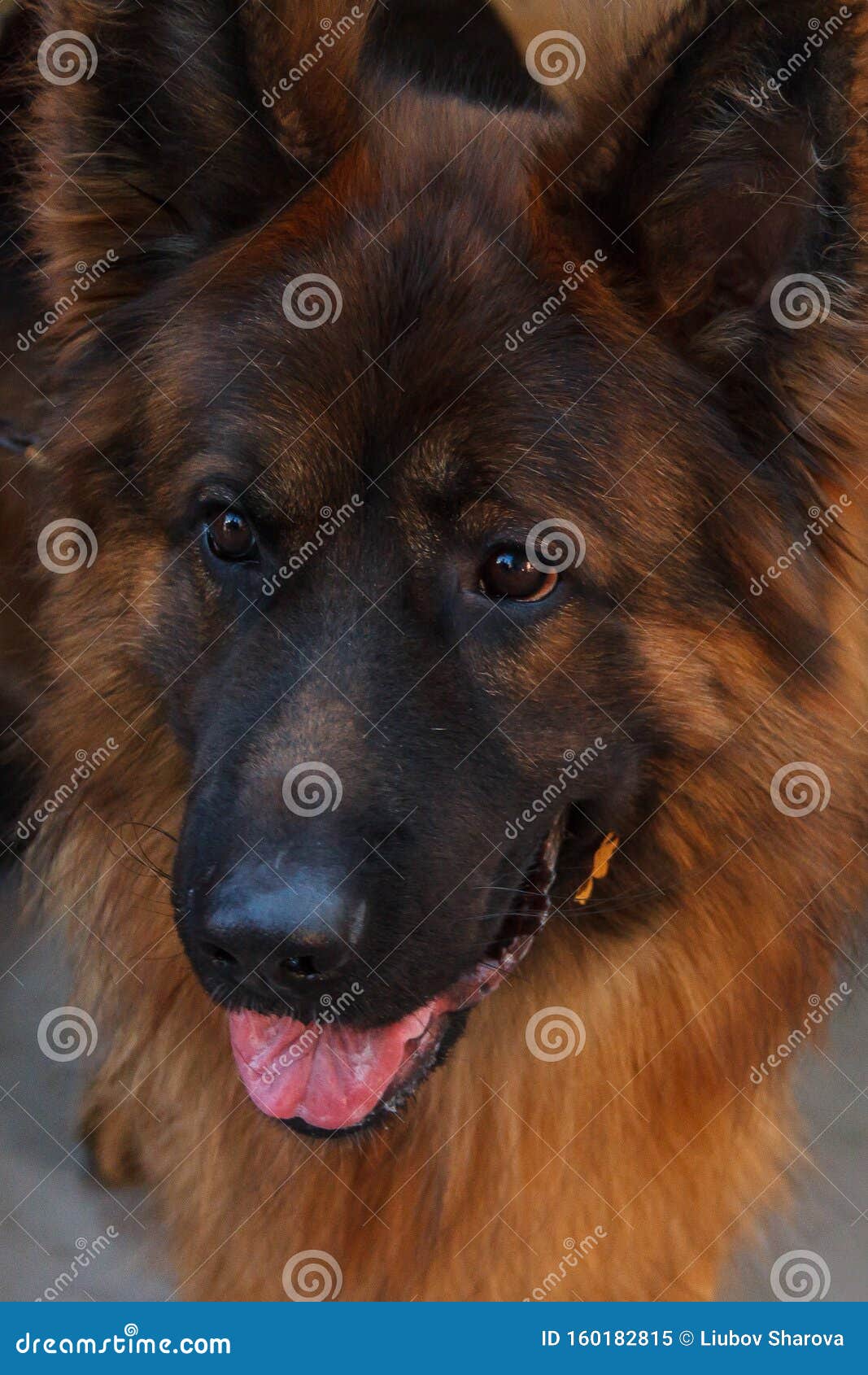 the german shepherd is one of the most popular and recognizable dog breeds on the planet.