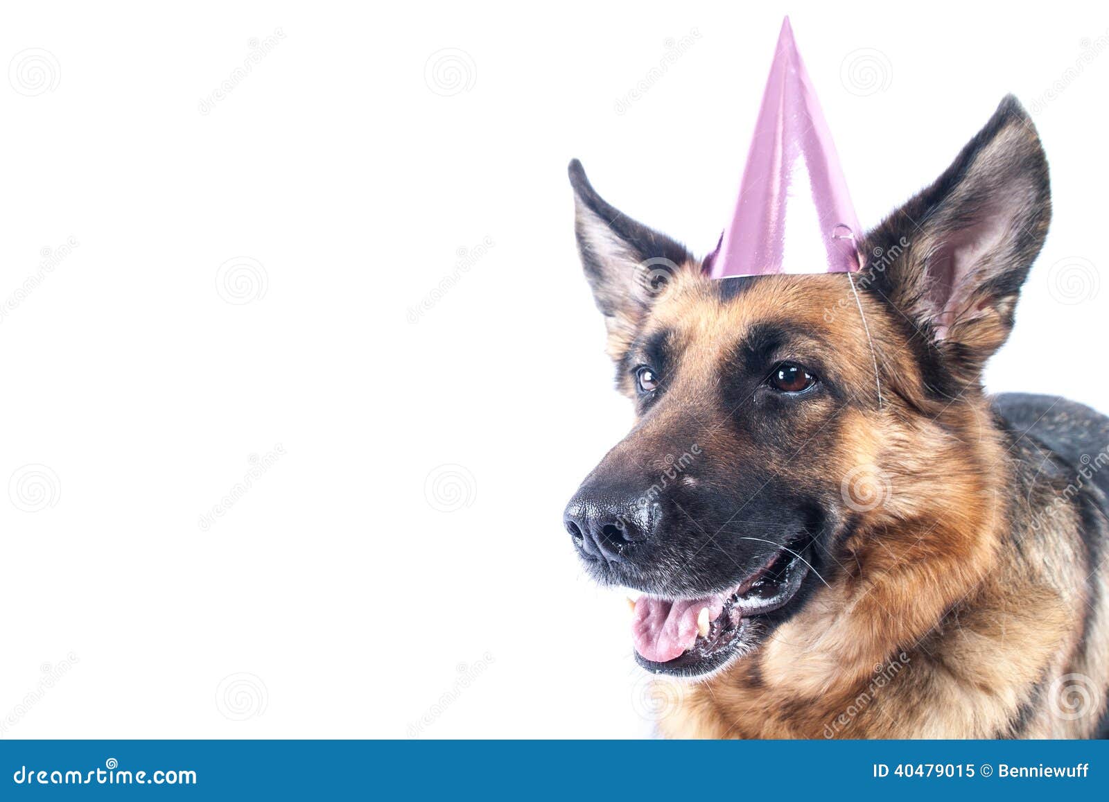 German Shepherd Party Dog stock image. Image of female 40479015